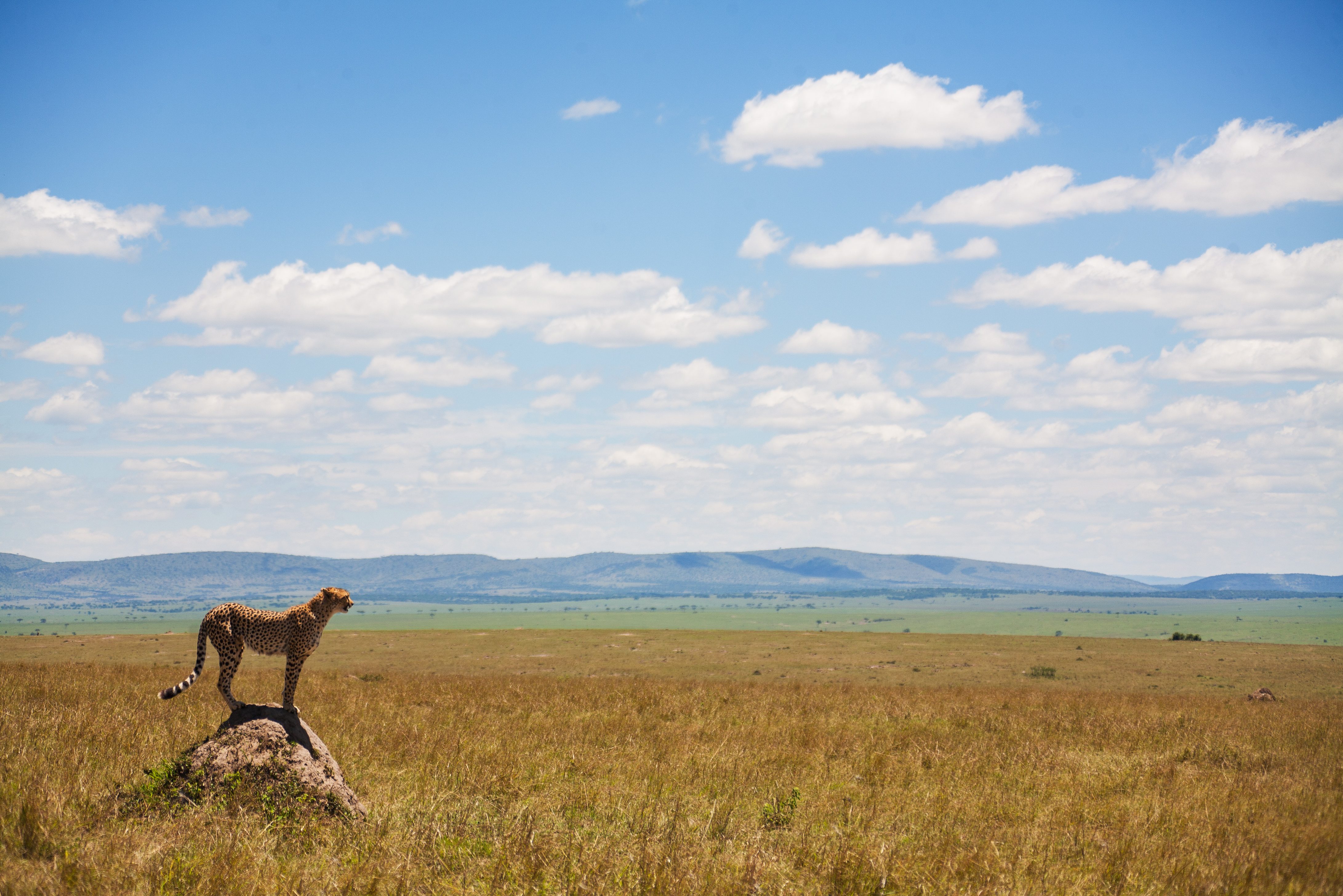 Jachtluipaard op de savanne in Kenia