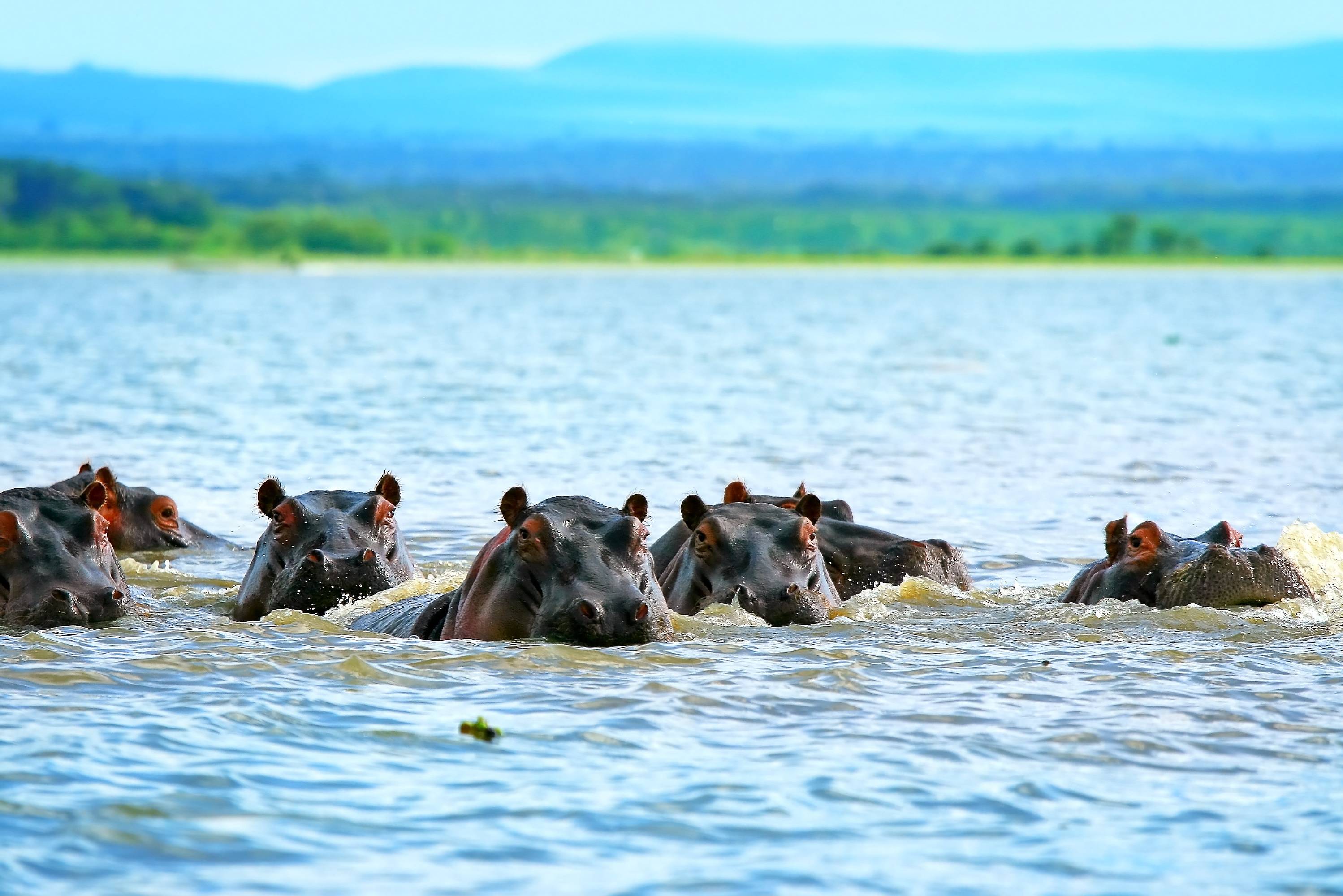 Nijlpaarden in Lake Naivasha, Kenia