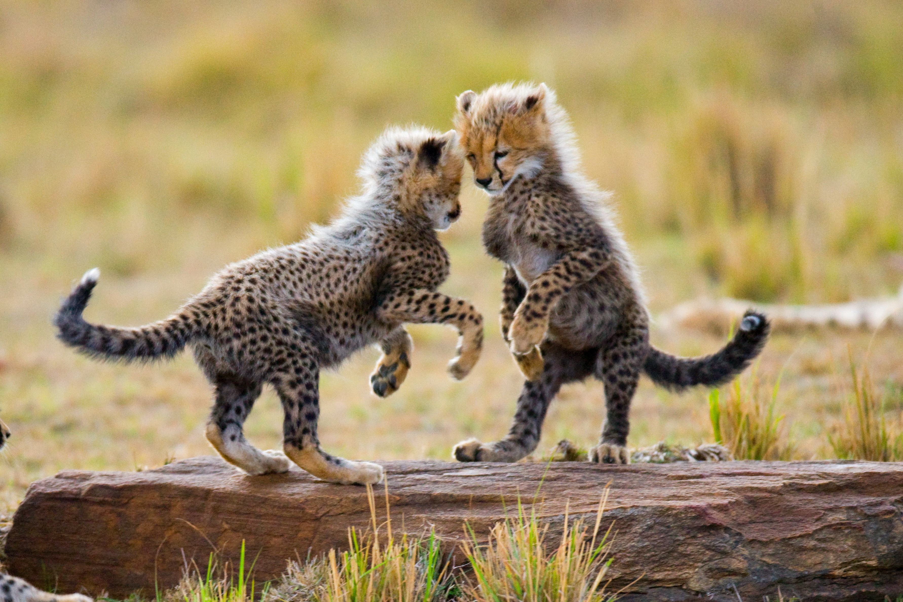 Jonge jachtluipaarden op de savanne