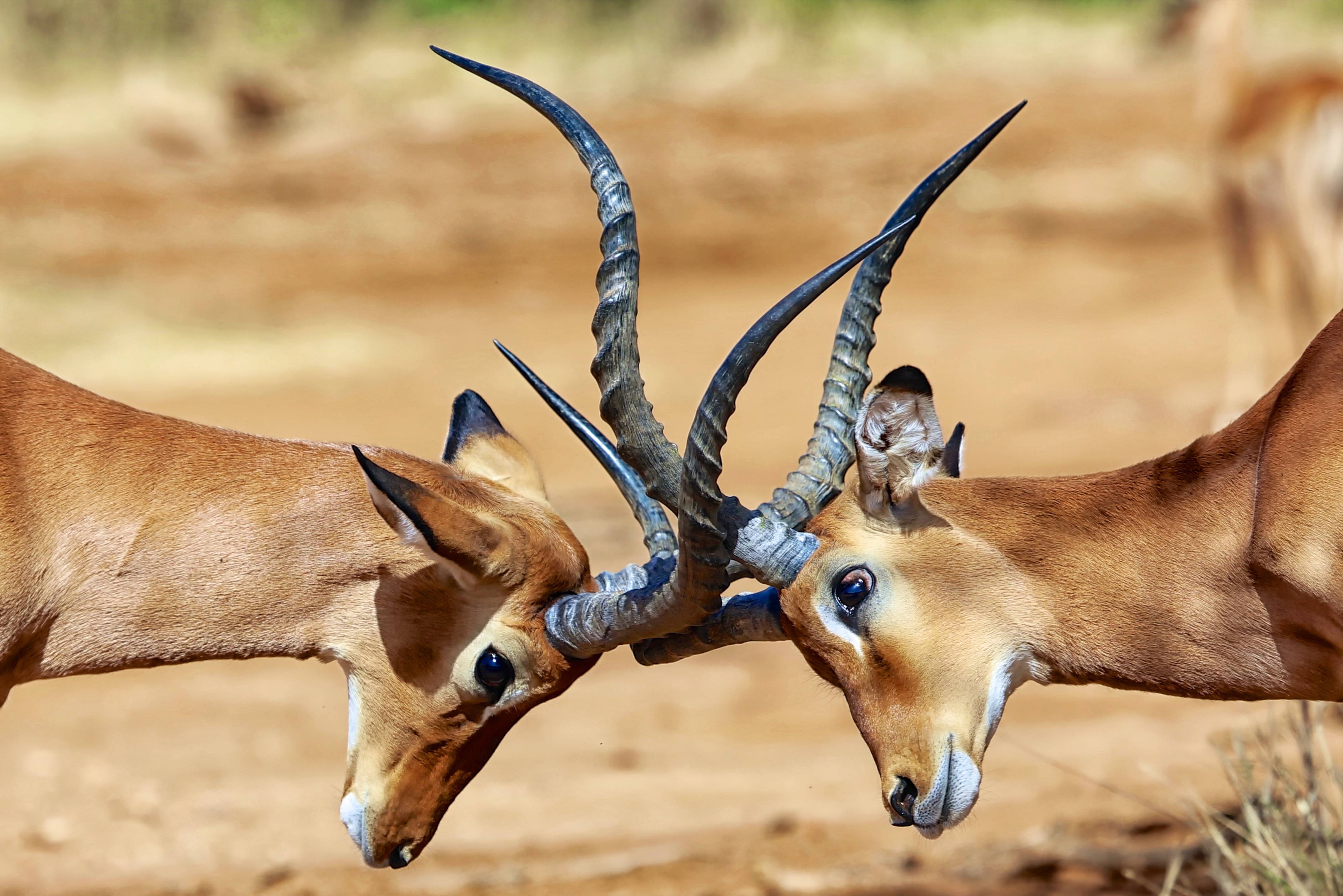 Strijdende impala's in Samburu National Reserve in Kenia