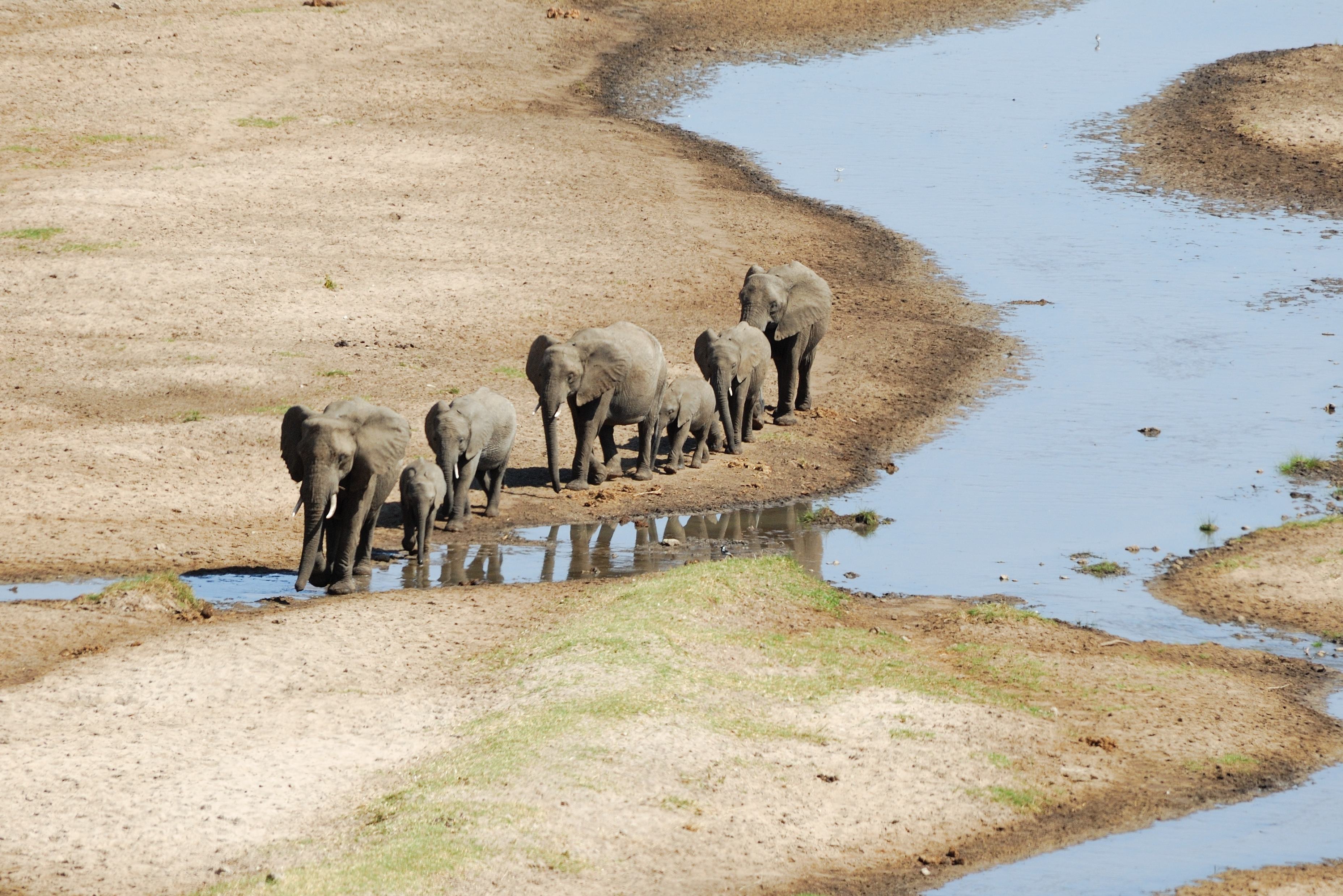Olifanten in het Tarangire National Park in Tanzania
