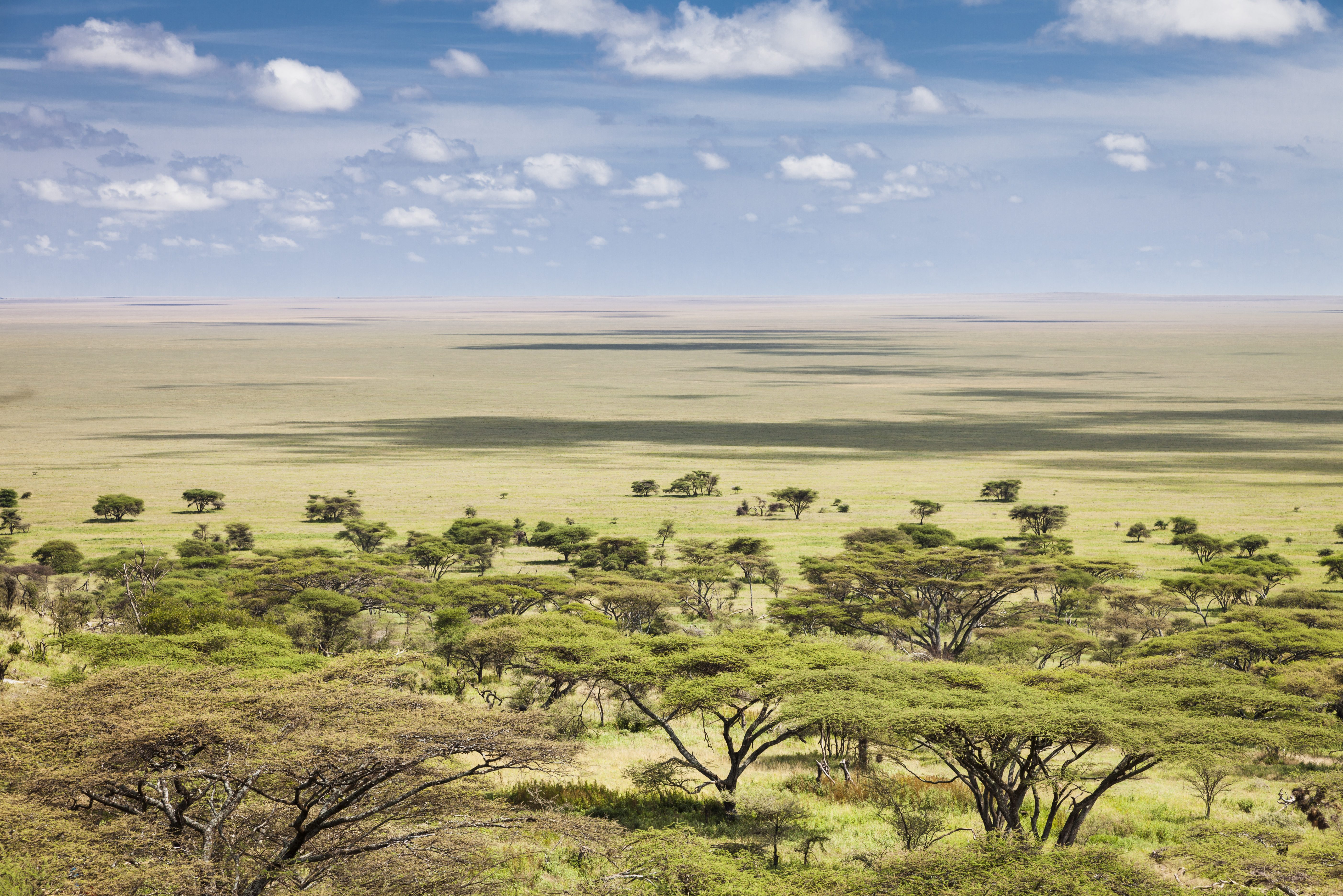 Uitgestrekte savannelandschap van de Serengeti in Tanzania