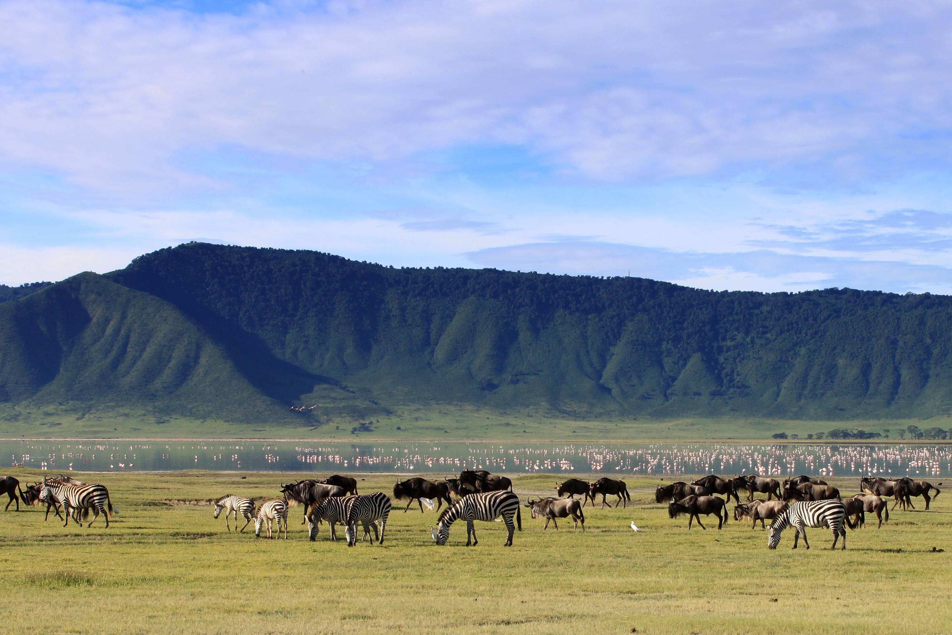 Wildebeesten en zebra's in de Ngorongoro krater in Tanzania