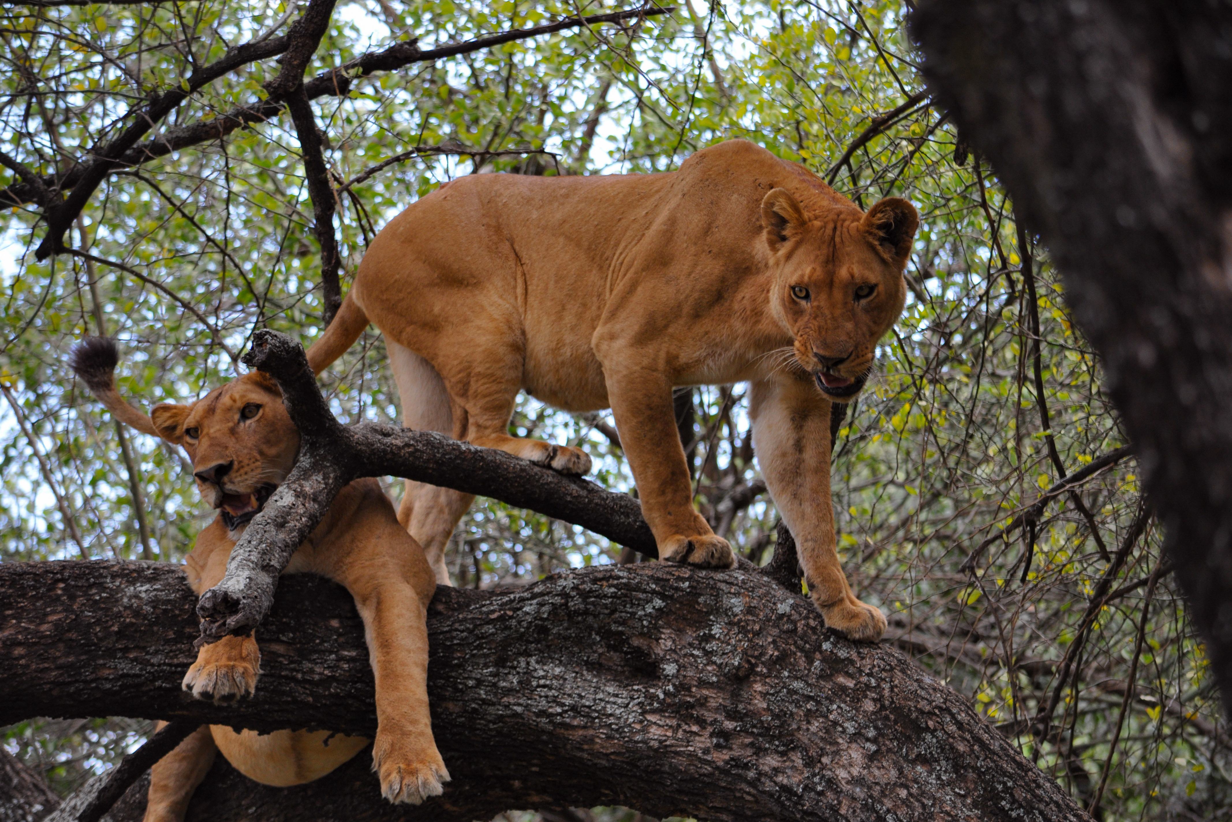 Leeuwinnen in de boom in Lake Manyara National Park in Tanzania