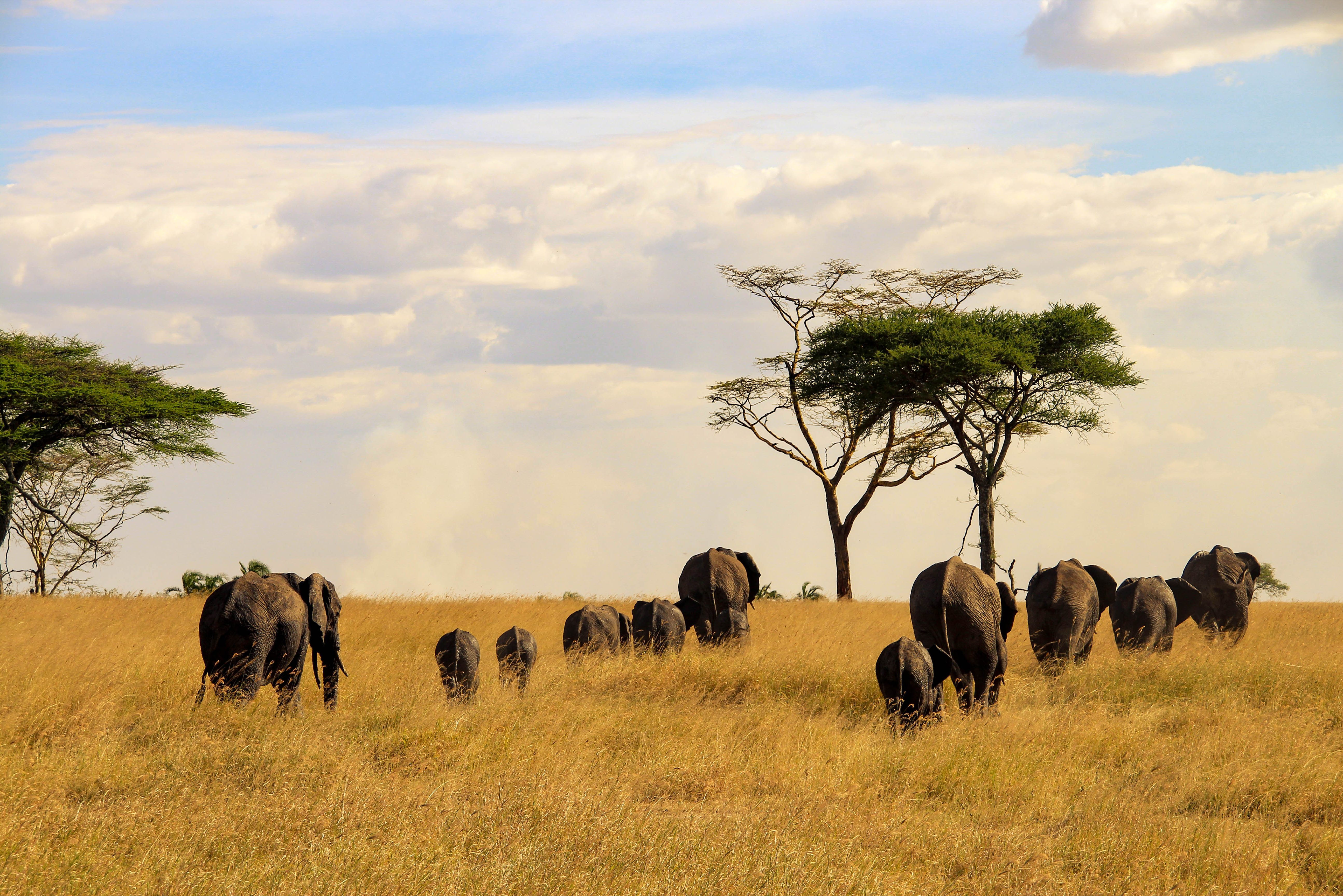 Olifanten in het Serengeti National Park in Tanzania