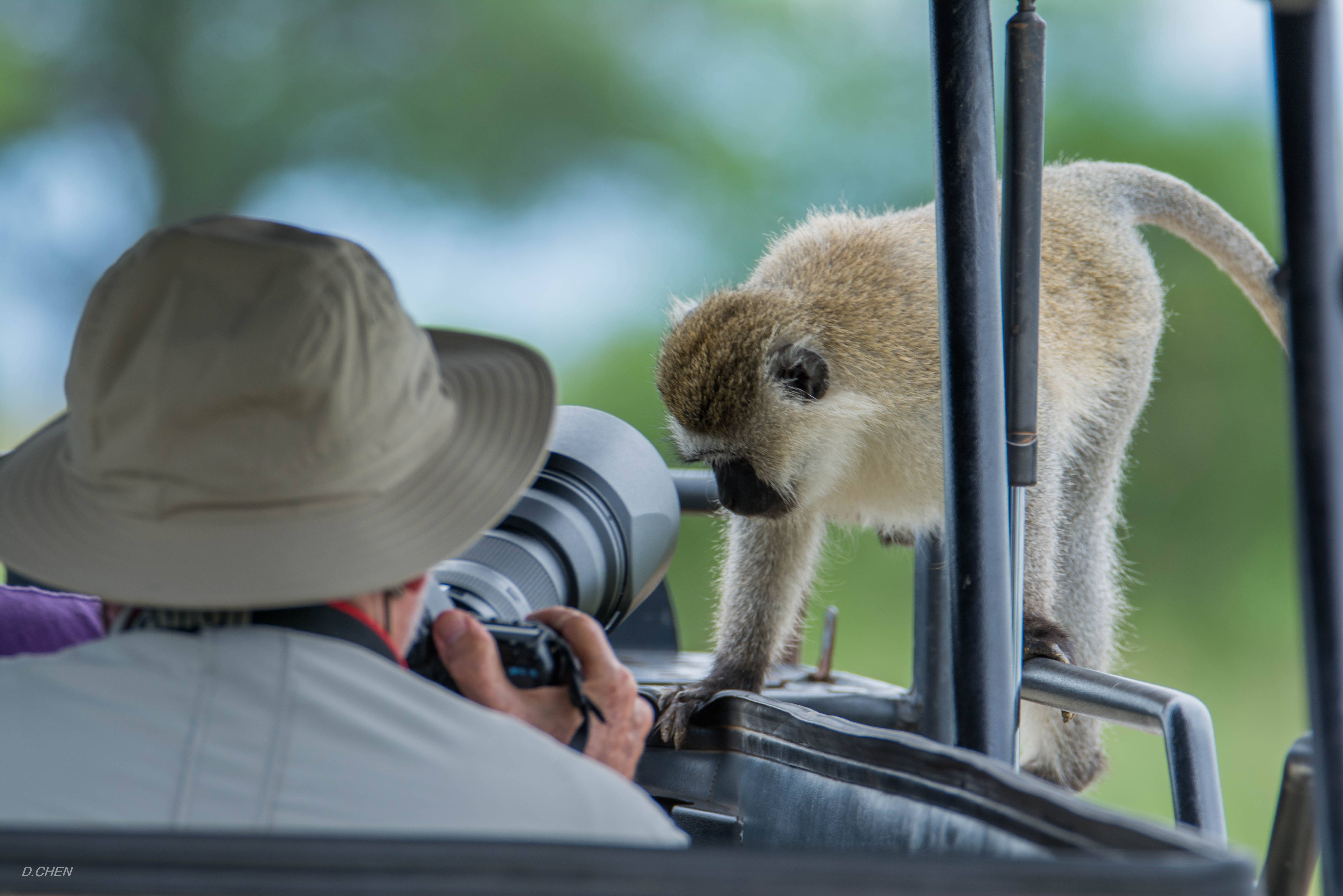 Nieuwsgierig aapje tijdens safari in Tanzania