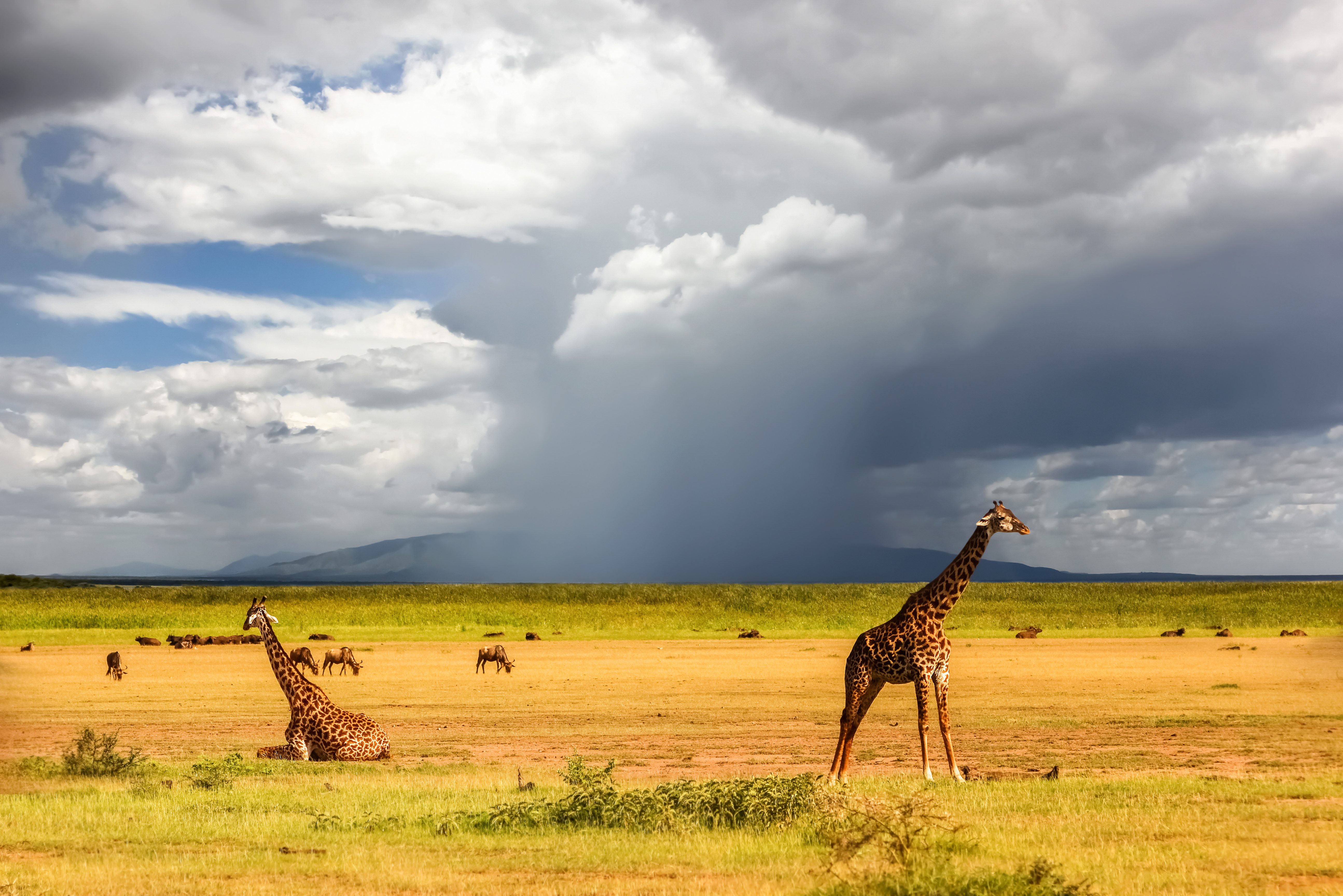 Giraffen in het Lake Manyara National Park in Tanzania
