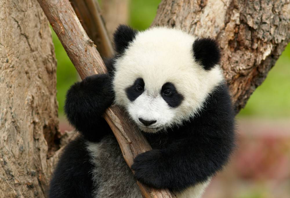De Geur van Chinese Jasmijn