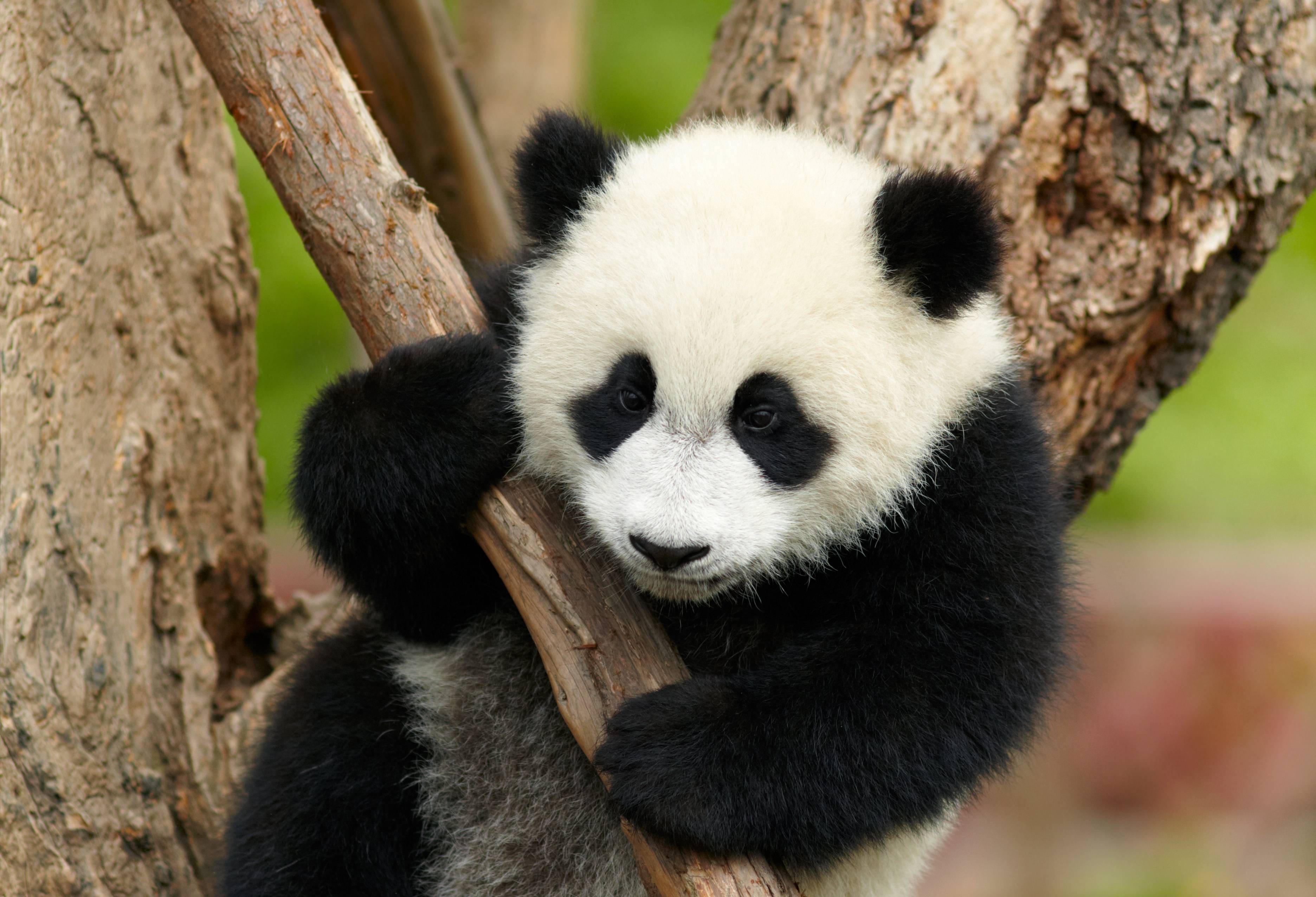Когда вышла 1 панда. Большая Панда. Панда бамбуковый медведь. Бамбуковые панды китайские. Китай Панда бамбук.