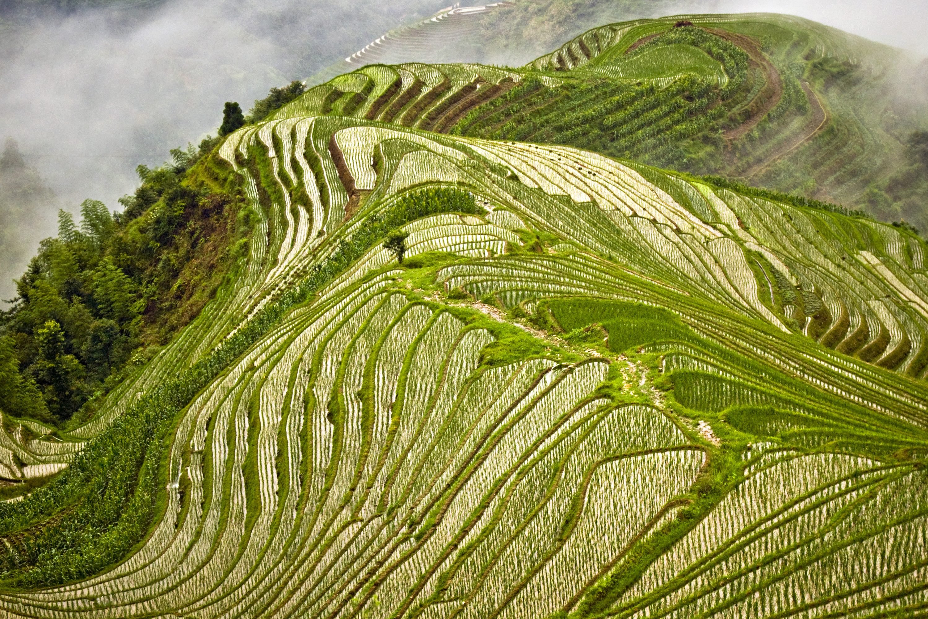 Drakensrug rijstvelden in Longsheng