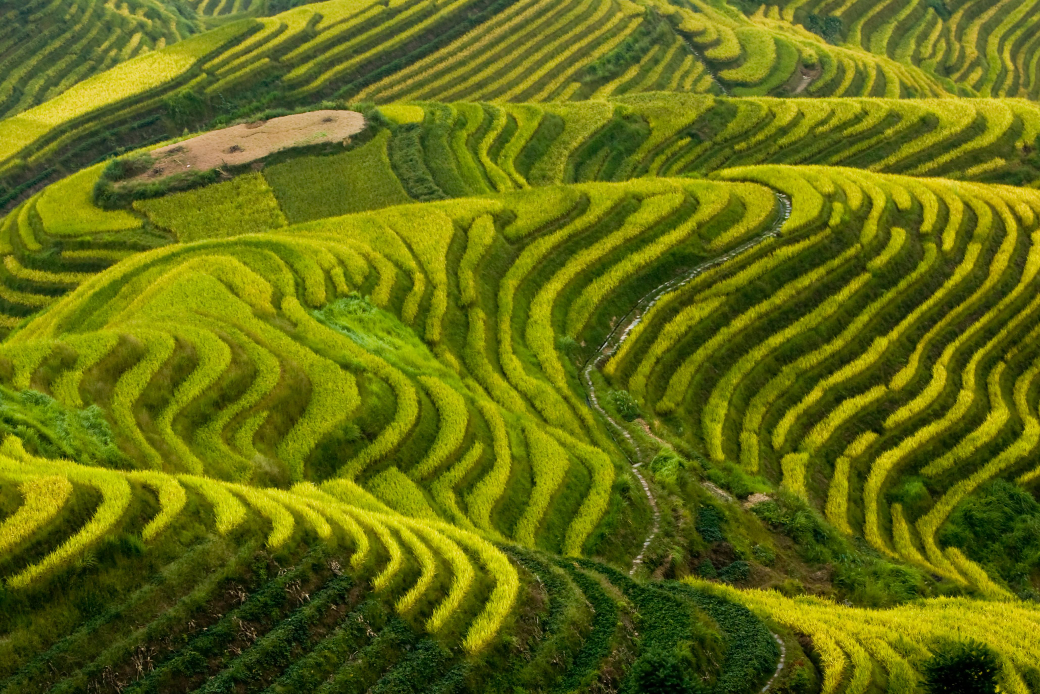 De rijstvelden bij Longshen in China