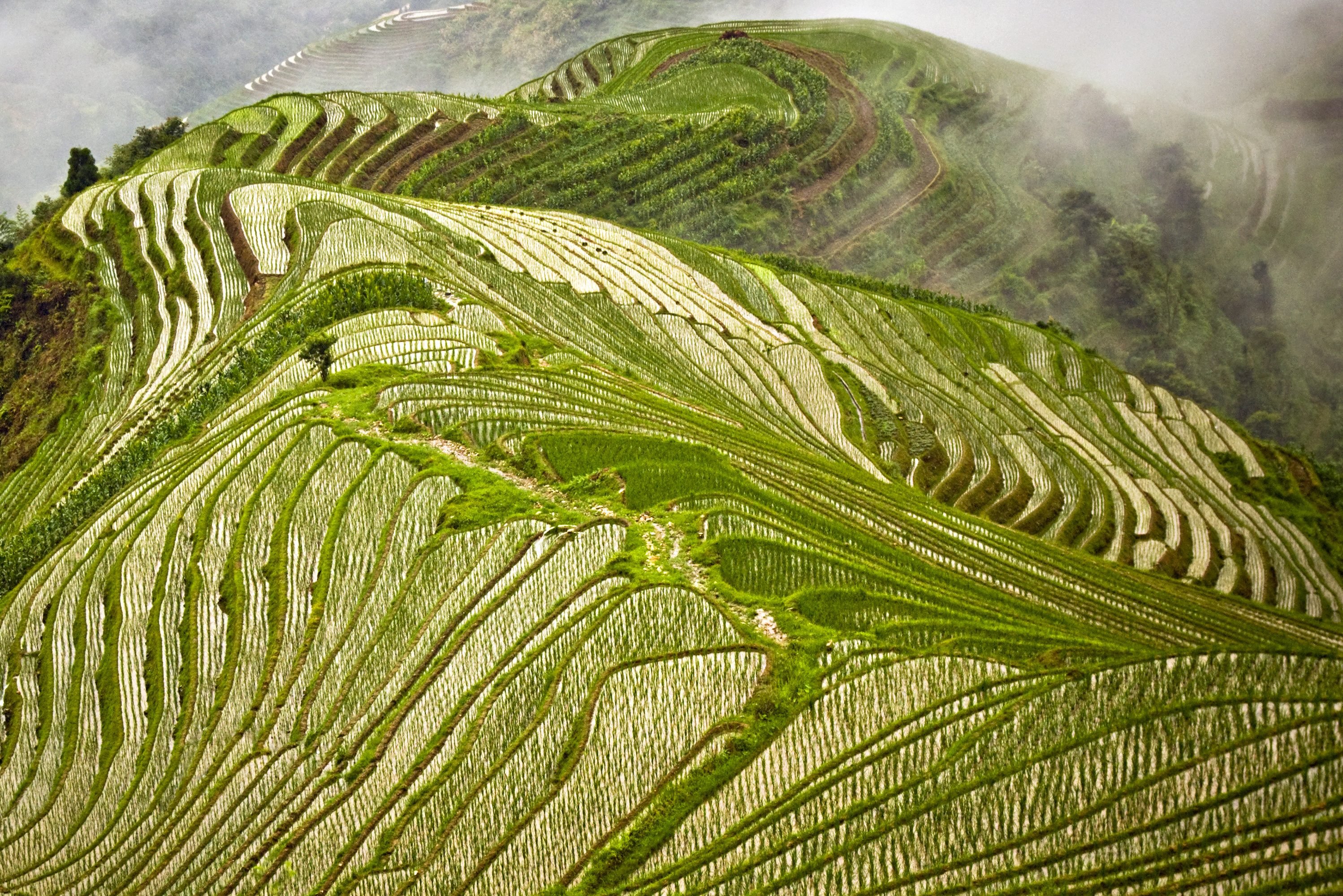 Rijstvelden in Longsheng bij Pingan