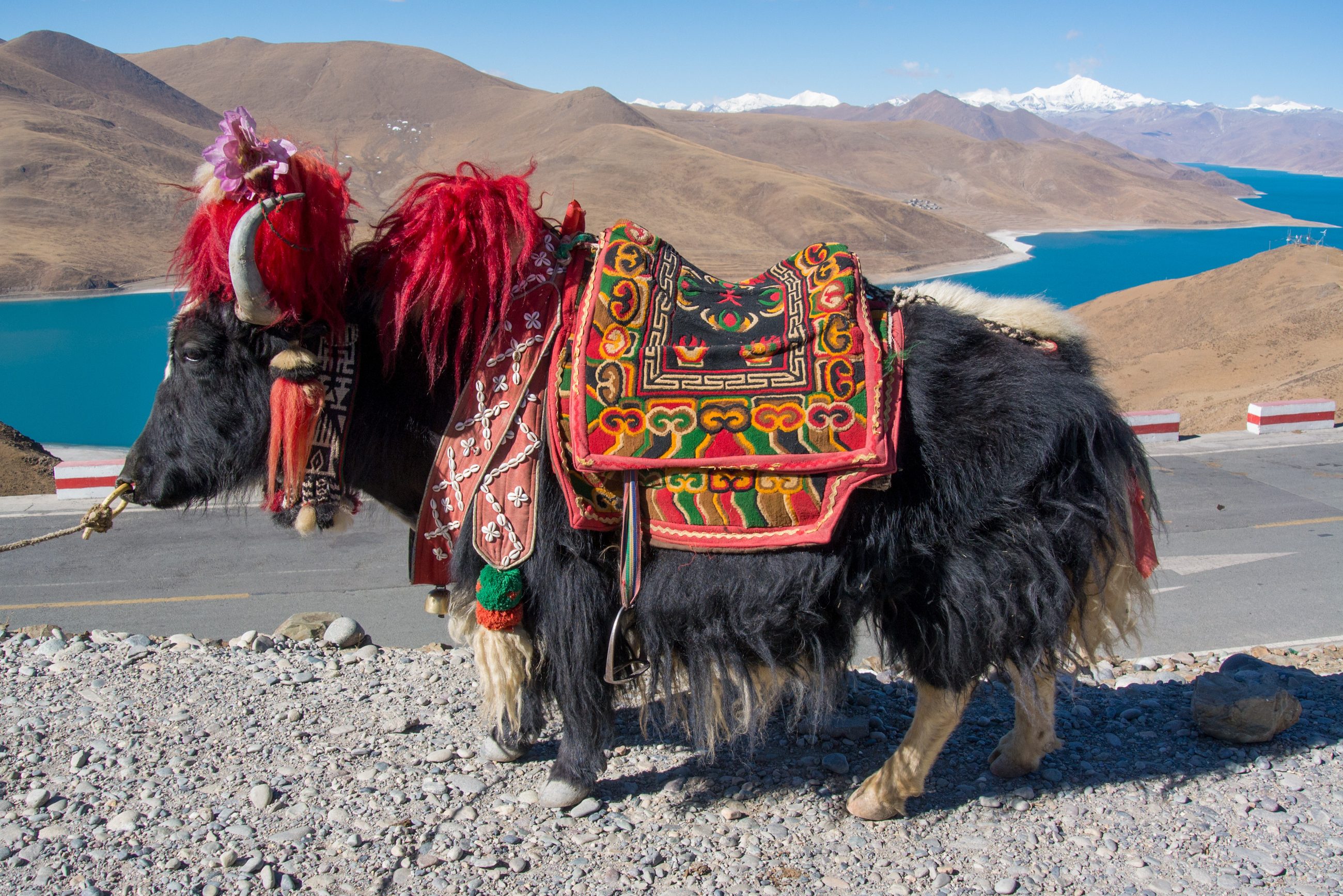 Yak bij het Yamdrok meer in Tibet