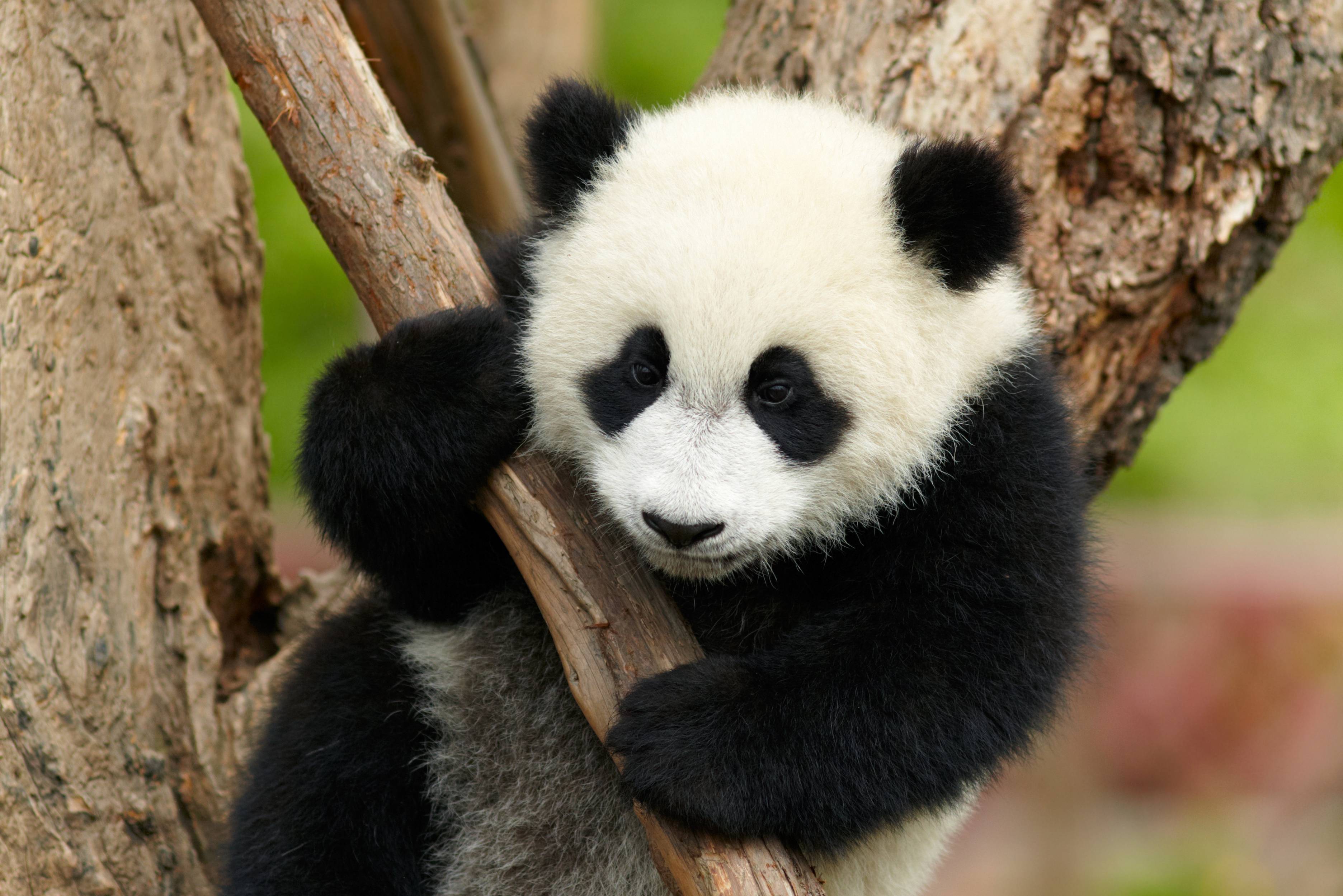 Baby panda in Chengdu