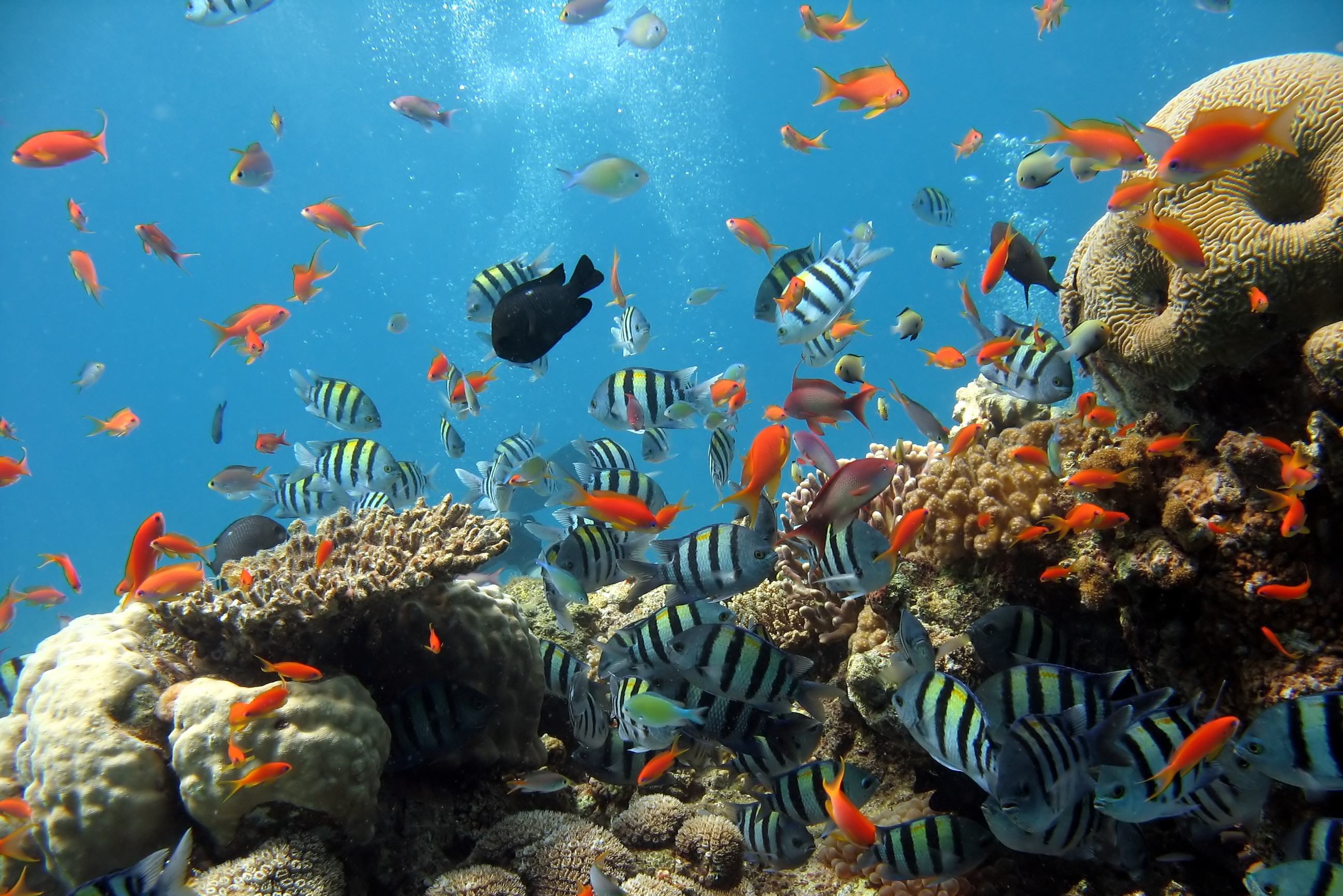 De prachtige onderwaterwereld in het Ang Thong National Marine Park in Thailand