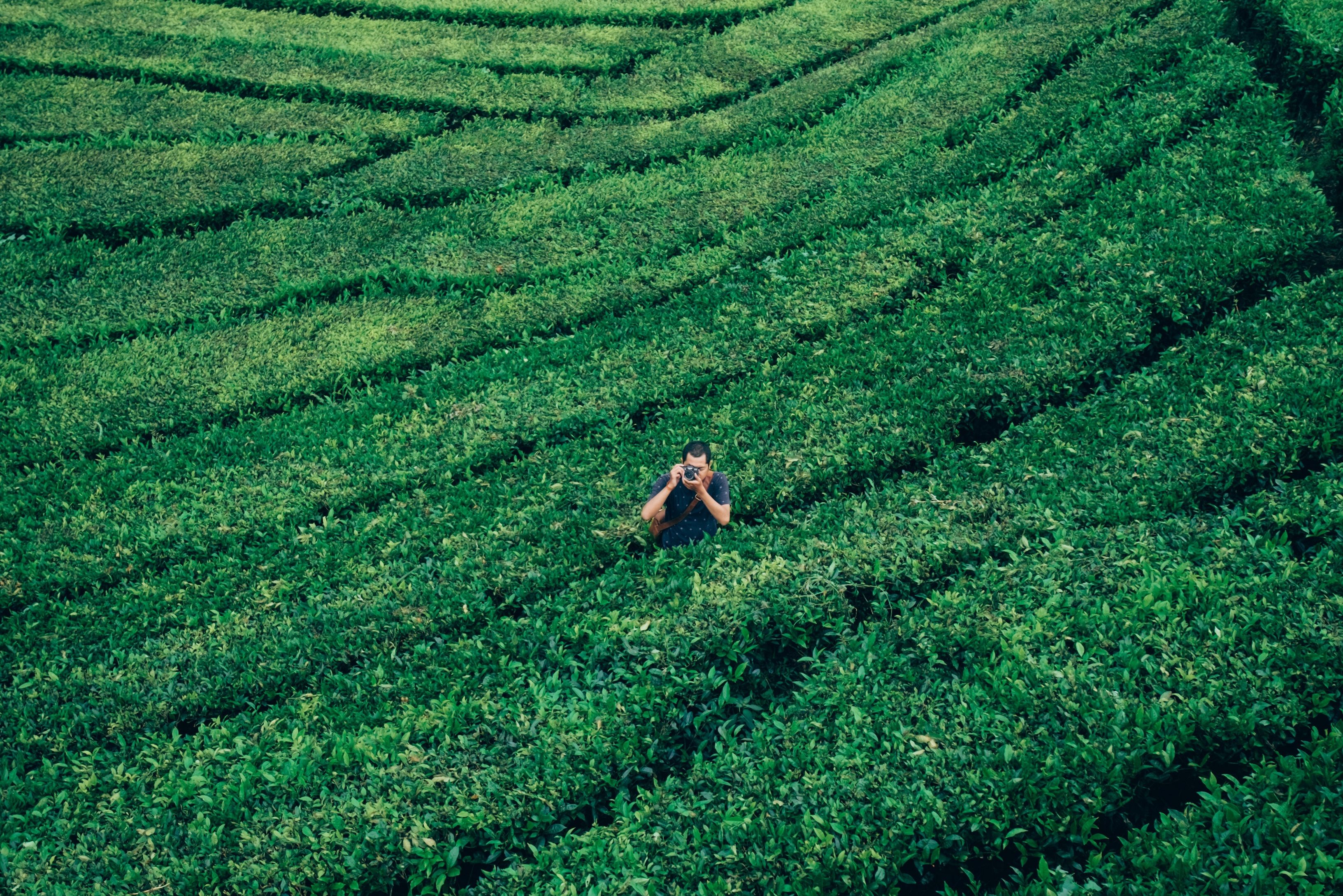 Theeplantages van Long Jing bij Hangzhou