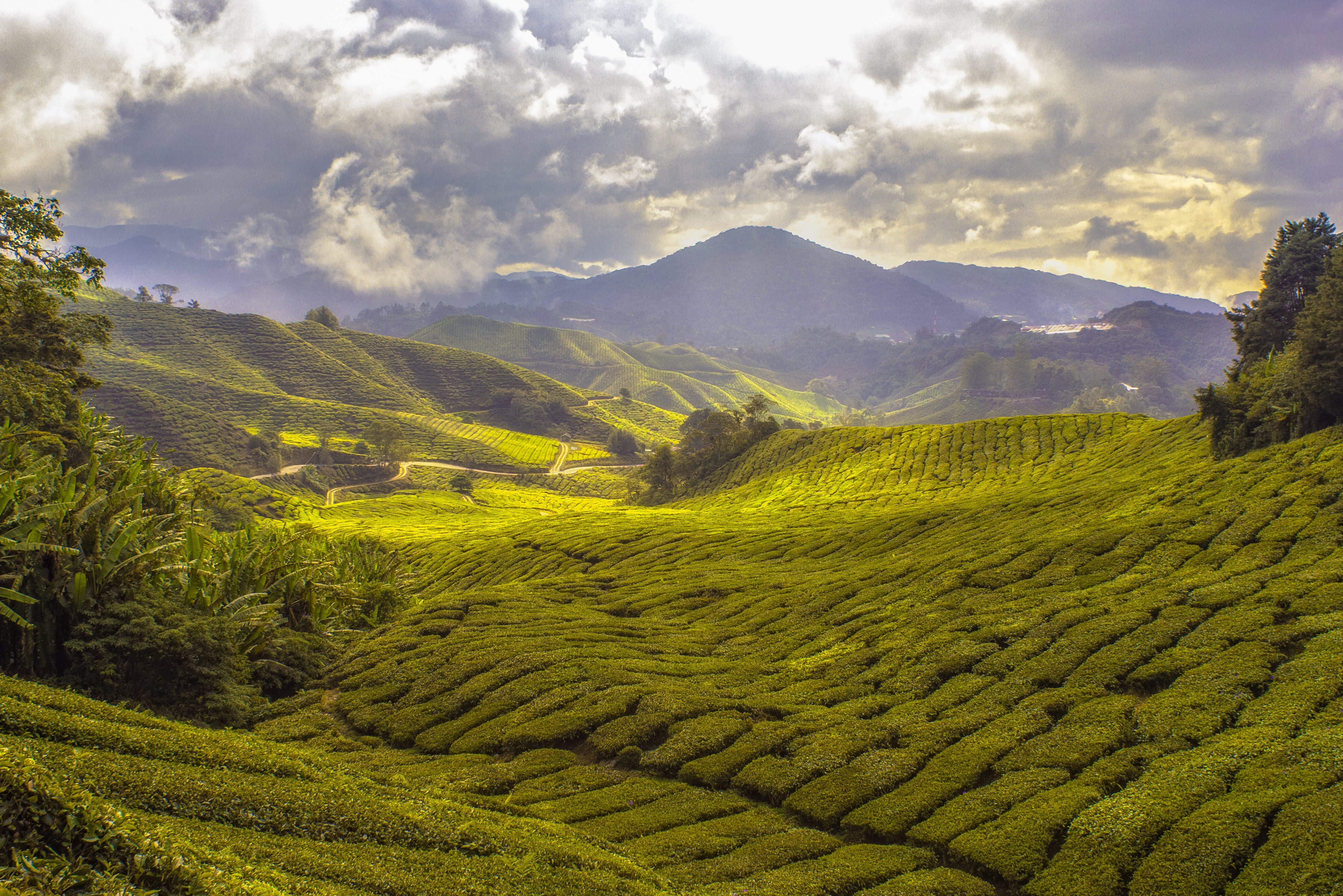 Theeplantages bij Hangzhou in China