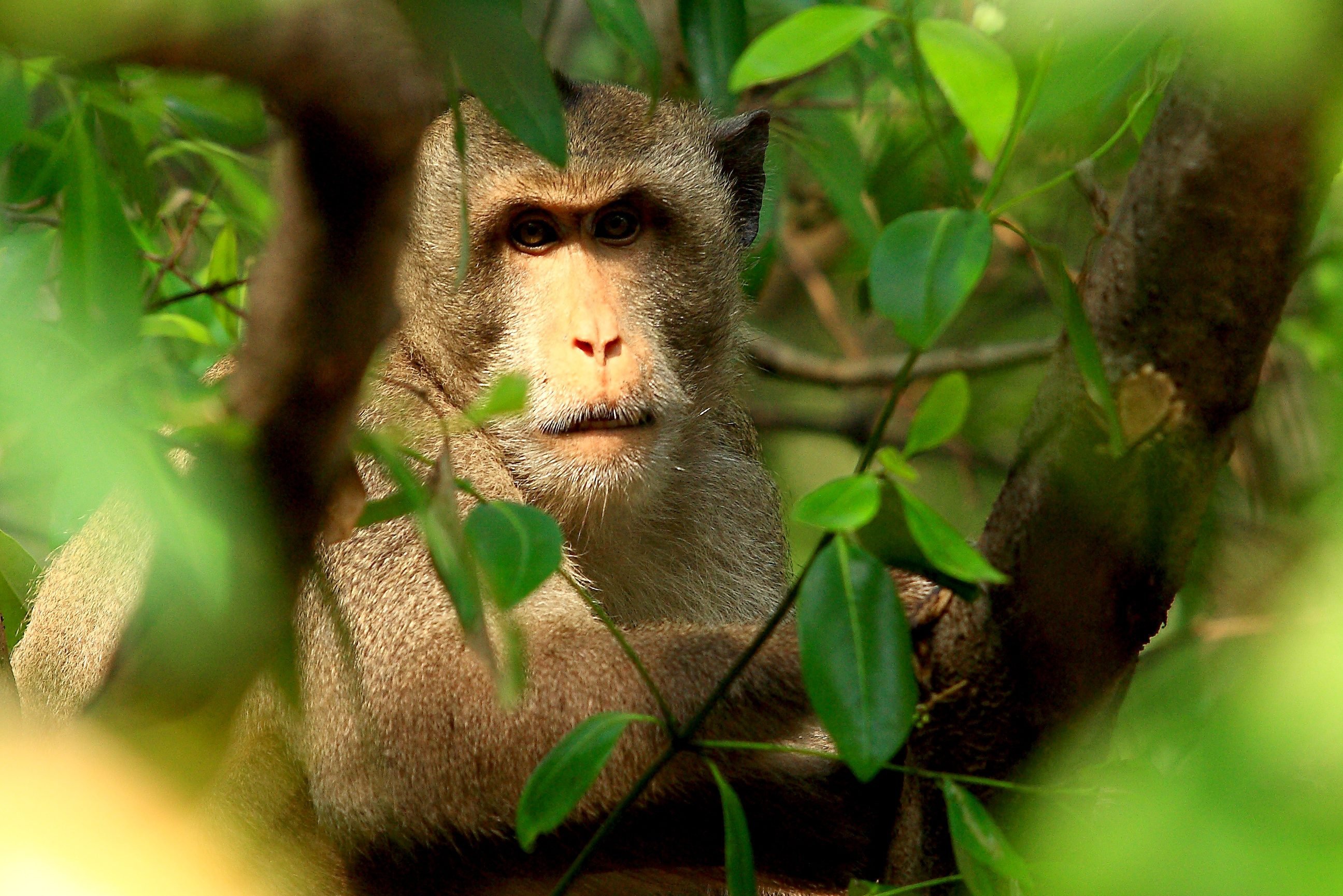 Makaak in de jungle van Thailand