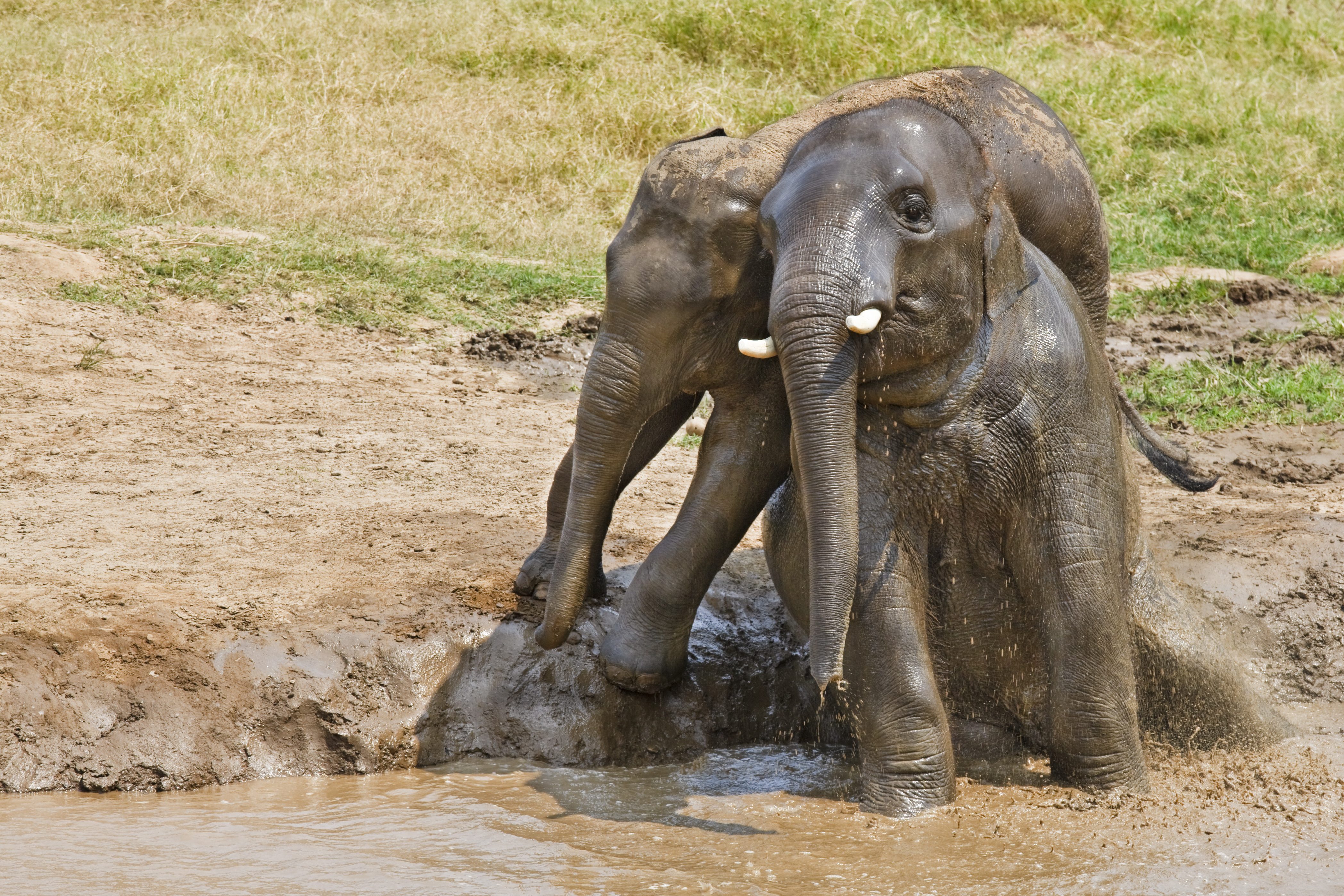 Olifantjes spelen in de modder in Thailand