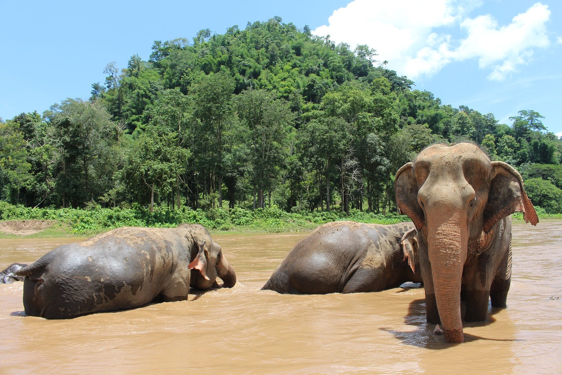 Tour Thailand-Elephant Nature Park tour vanuit Chiang Mai - 333travel