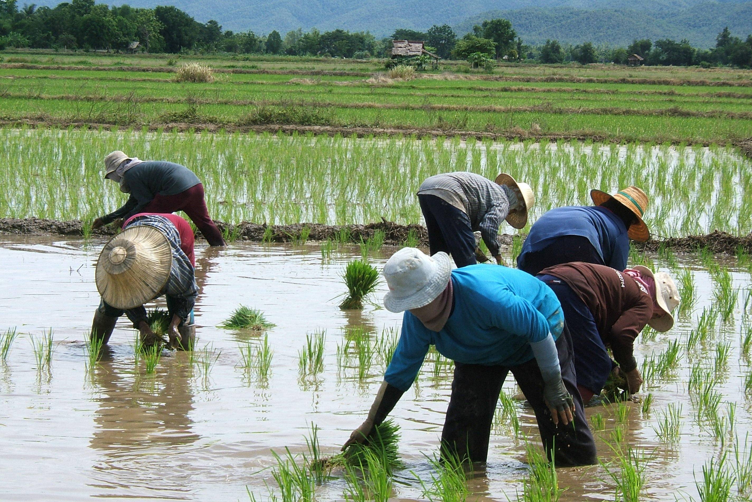 Boeren bewerken het rijstveld op het platteland van Thailand