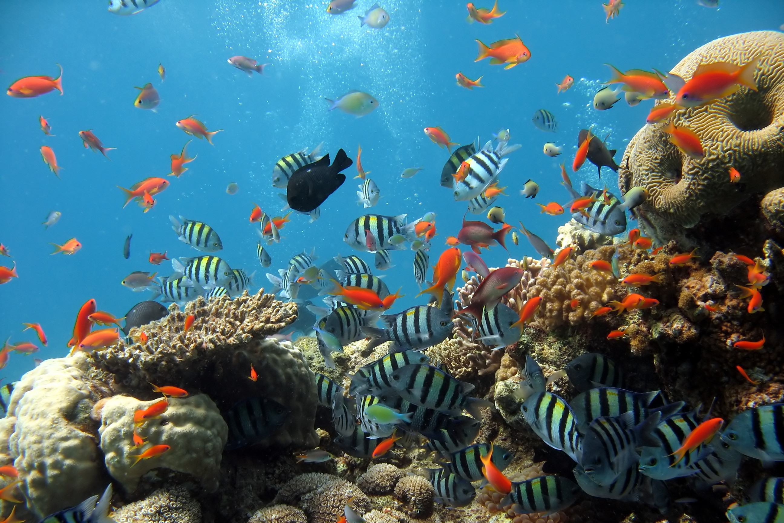 Kleurrijke onderwaterwereld in Thailand
