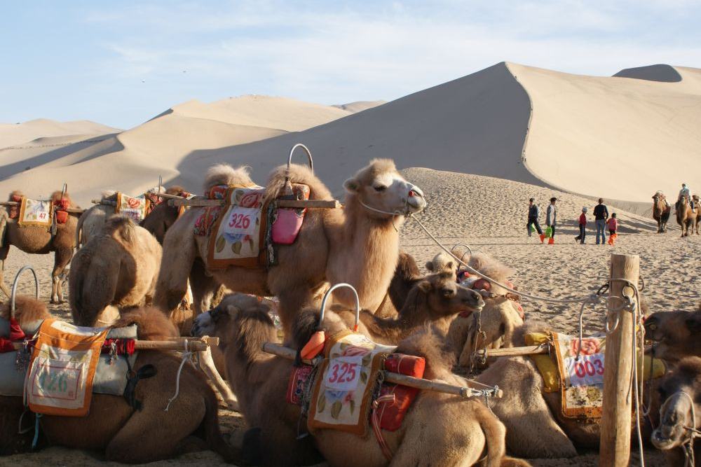 Kamelen in de Gobi woestijn op de Zijde route