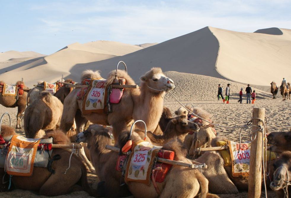 Kamelen in de Gobi woestijn op de Zijde route