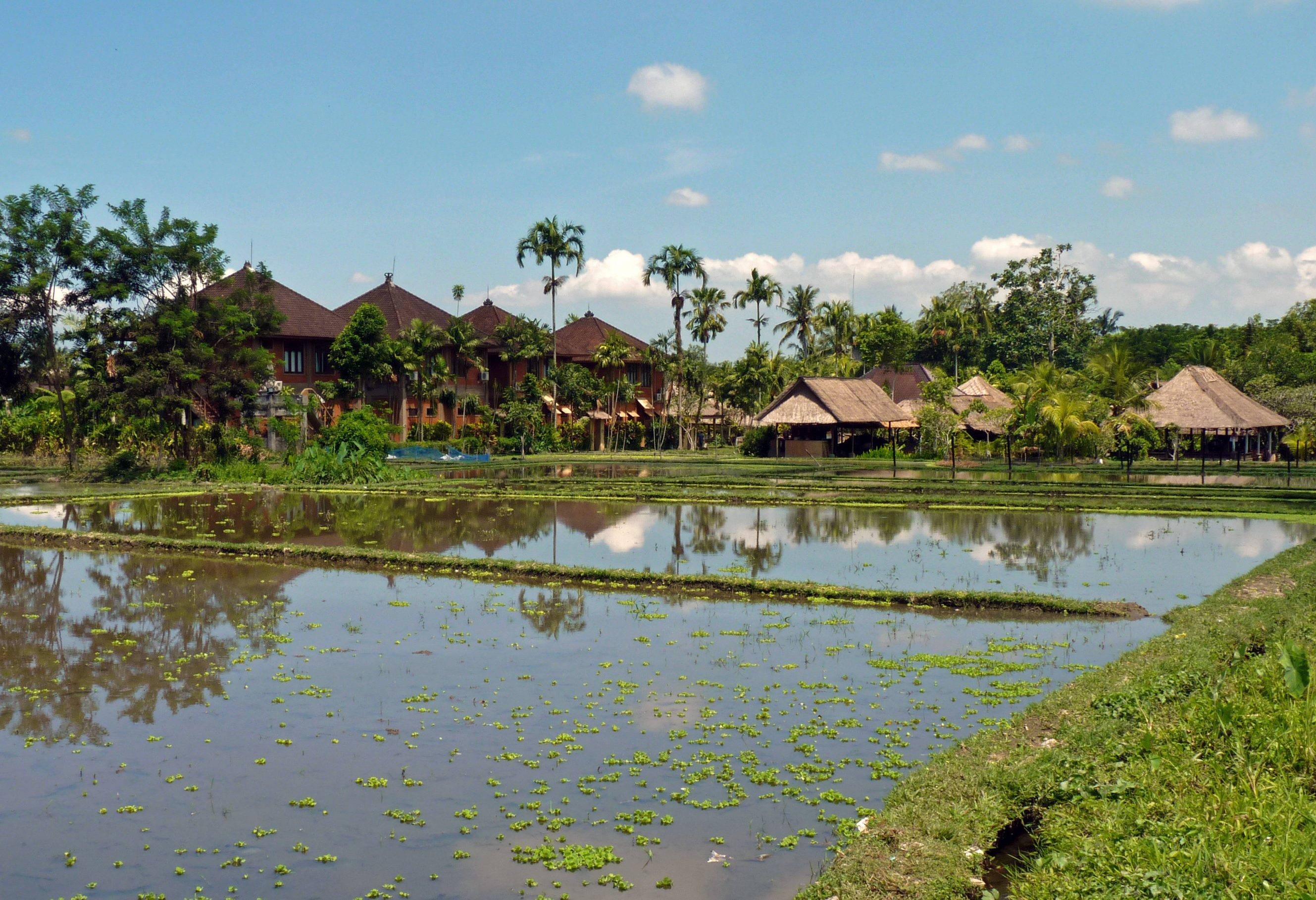 Ubud Rijstvelden op Bali