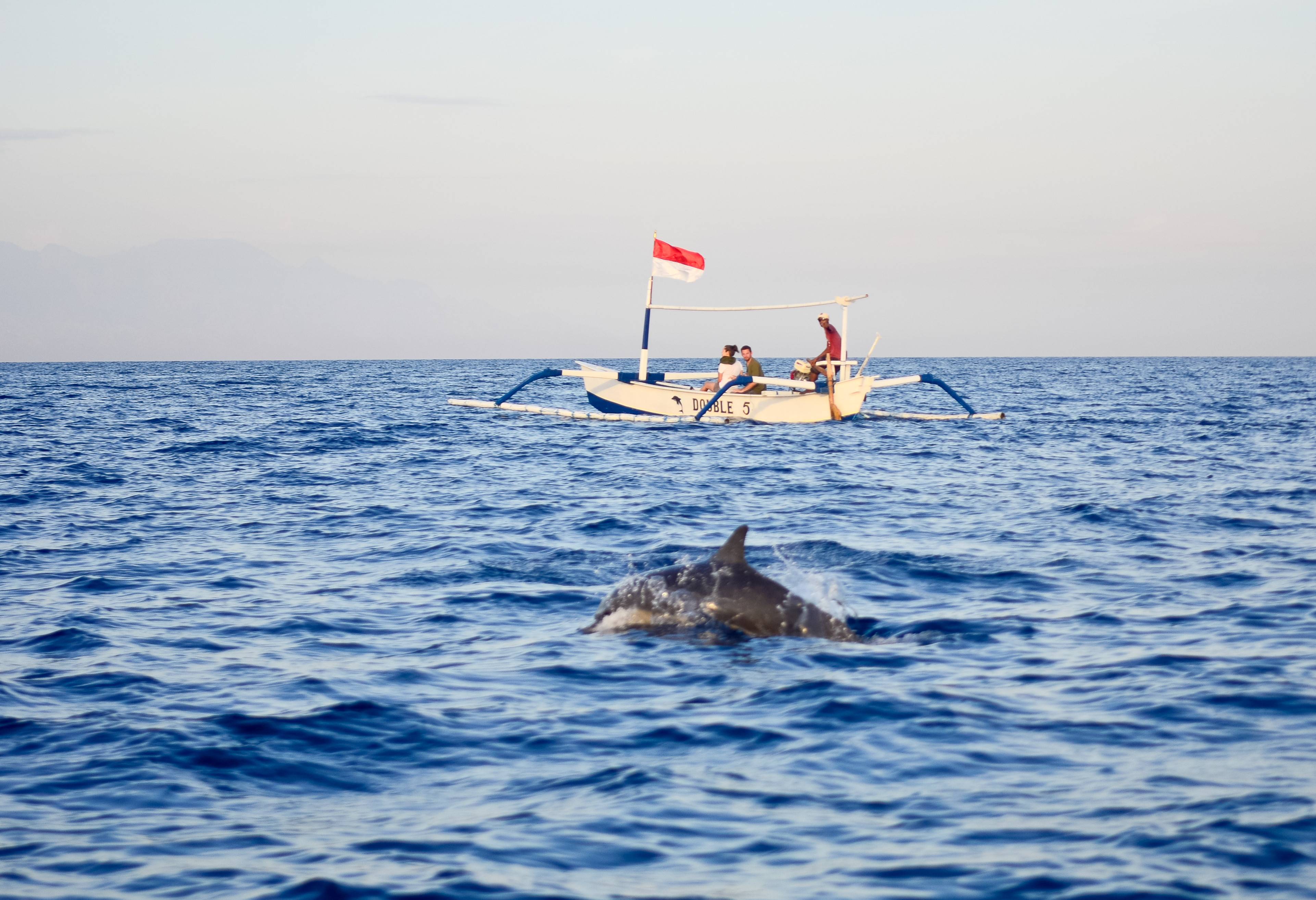 Dolfijnen voor de kust van Lovina