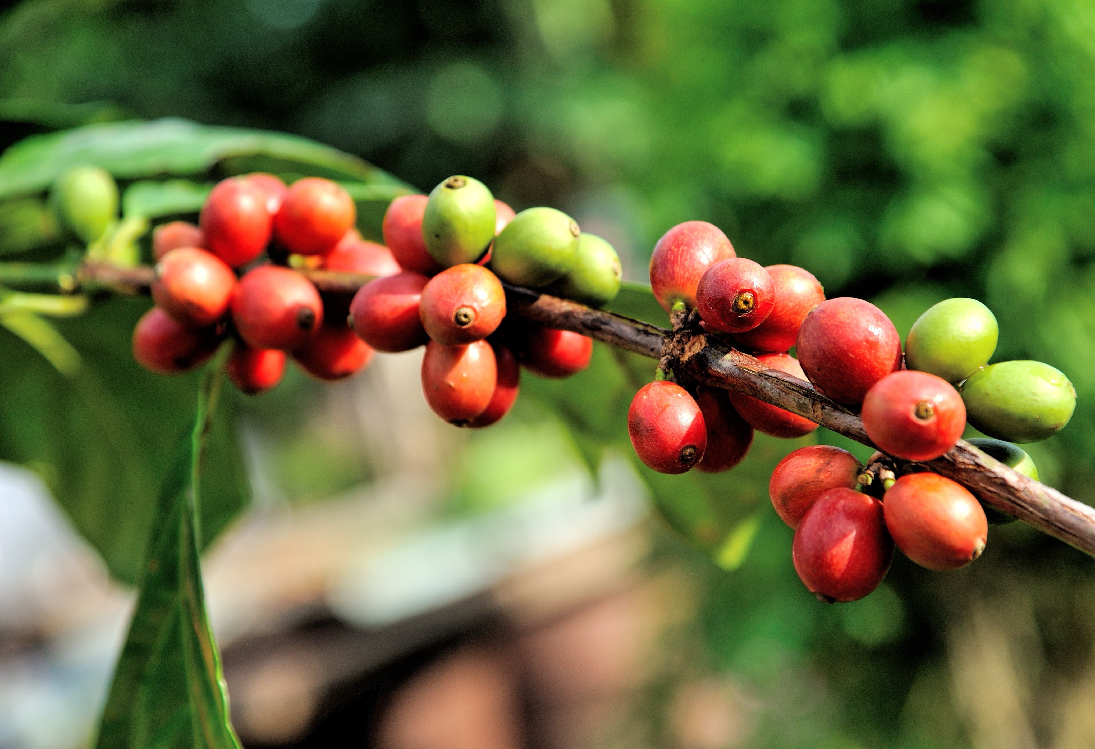 koffie plantage op Kalibaru