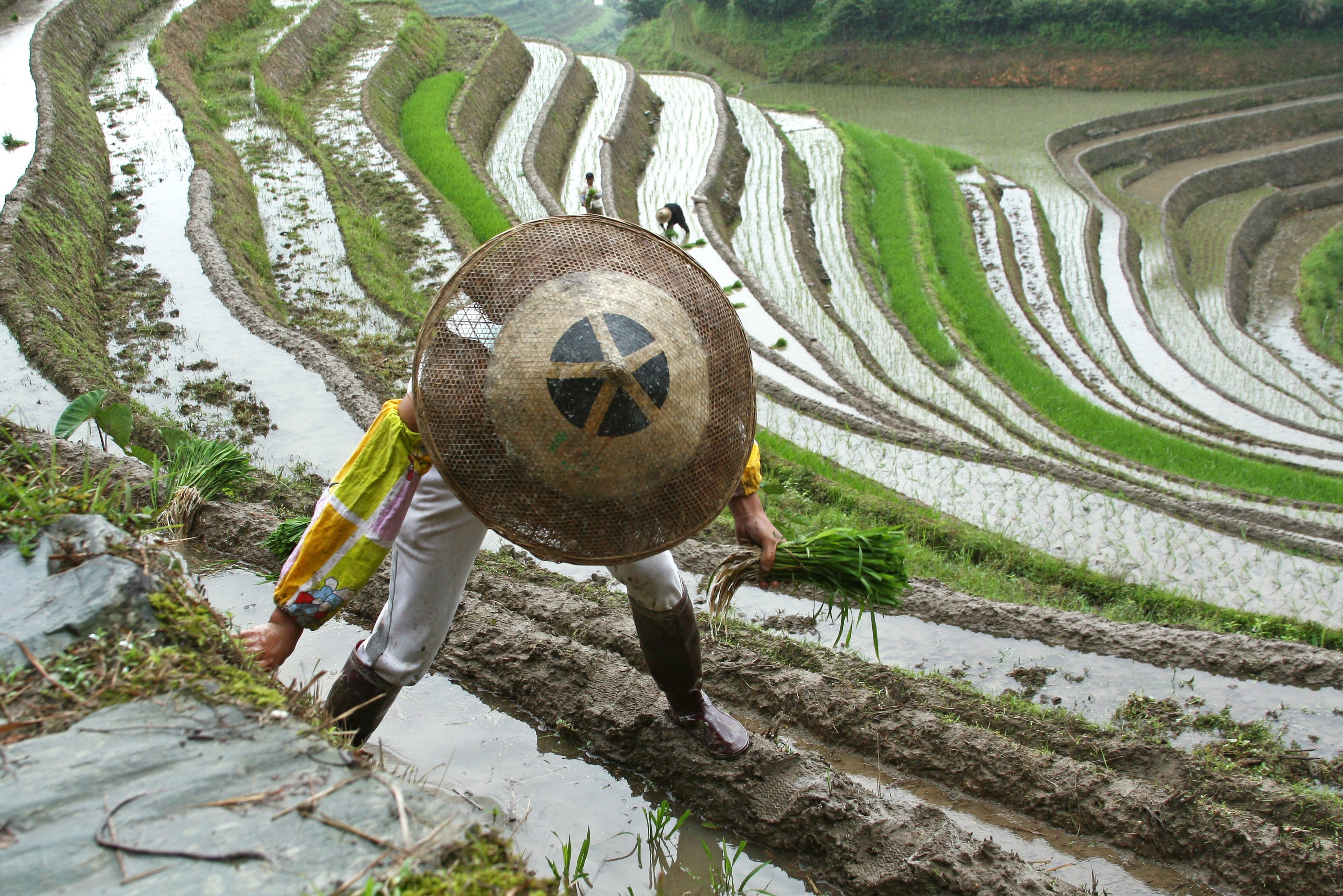 Drakensrug rijstvelden in Longsheng