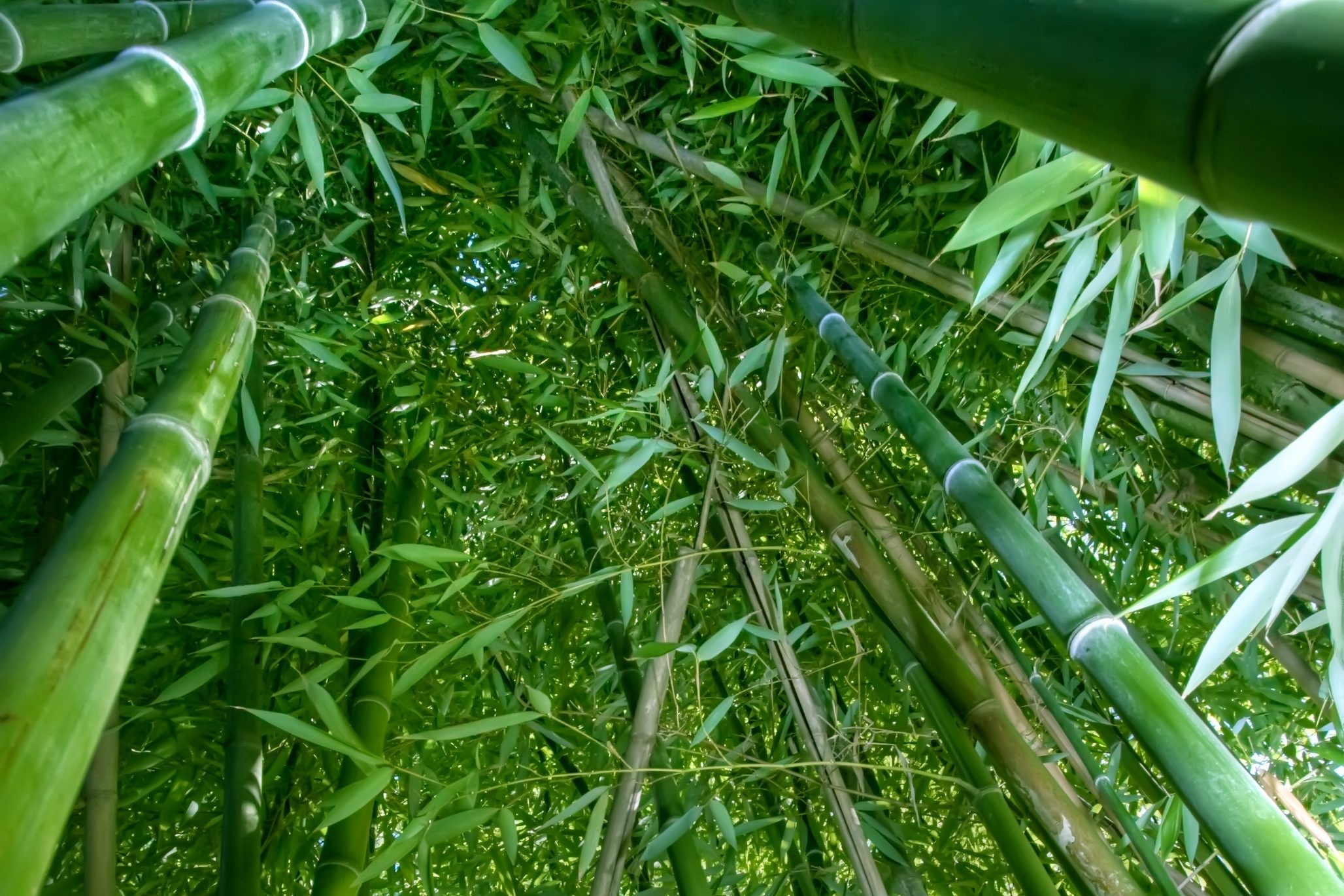 Bamboebos bij Yaan NP in China