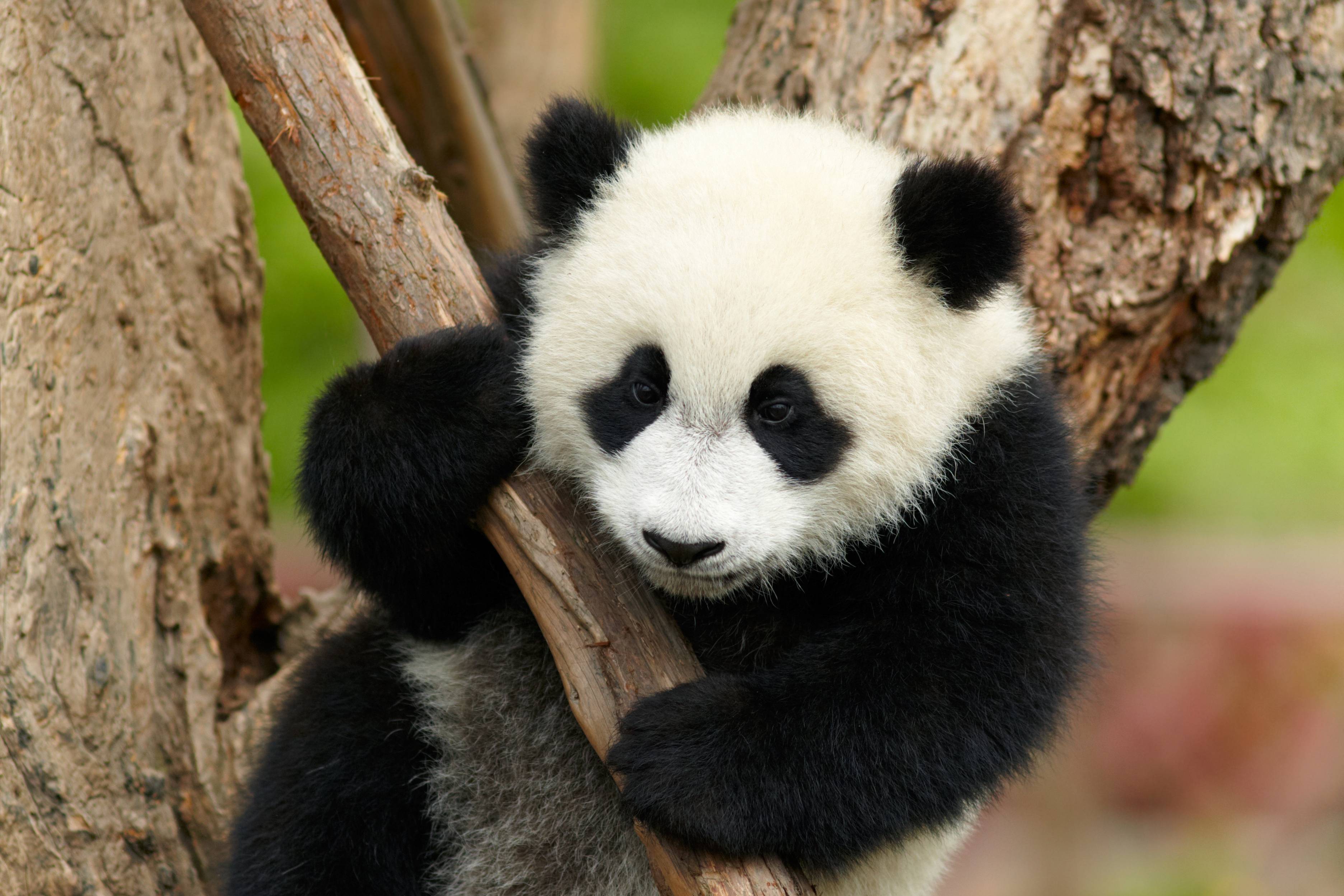 china panda visit