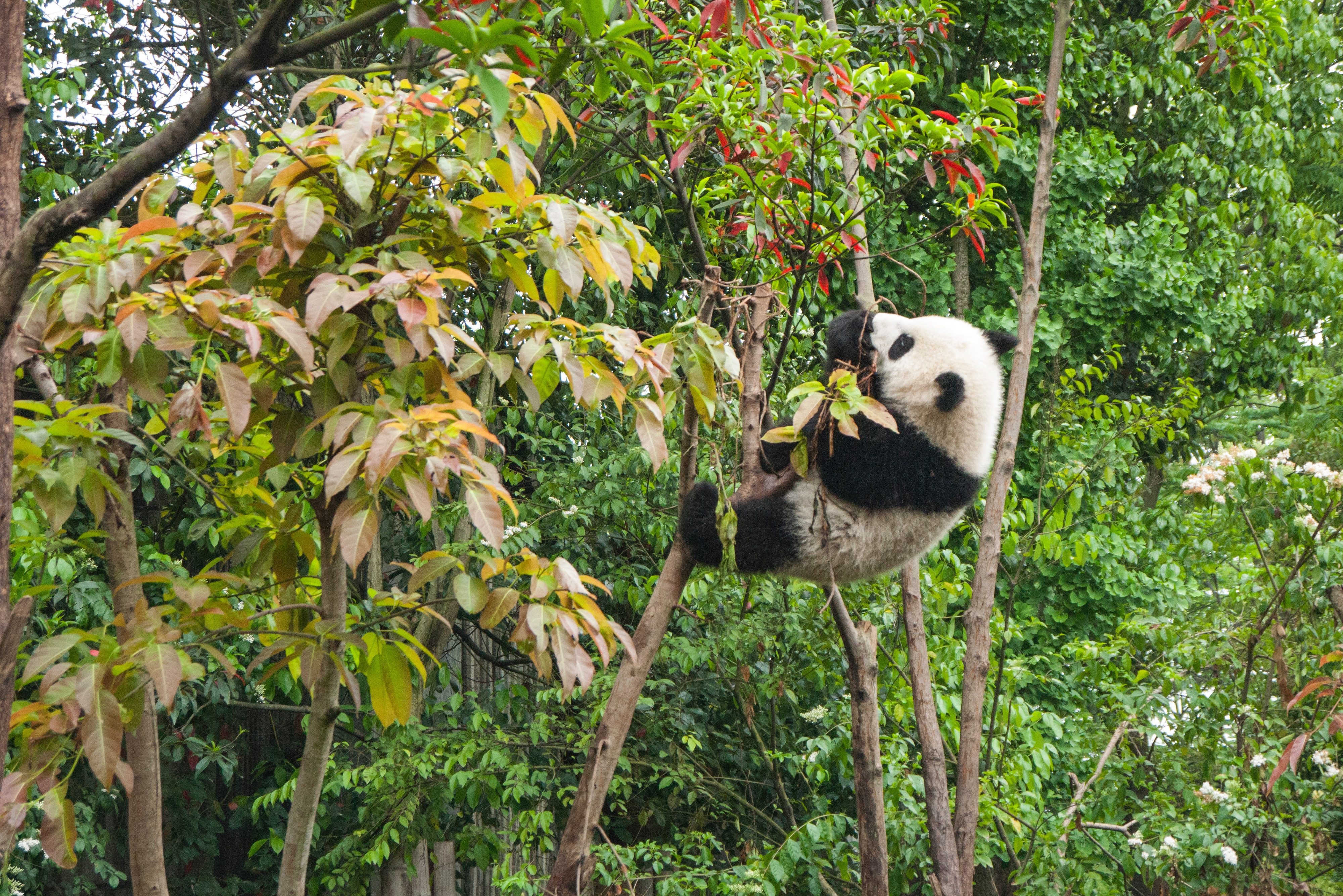 Panda in de boom in Sichuan