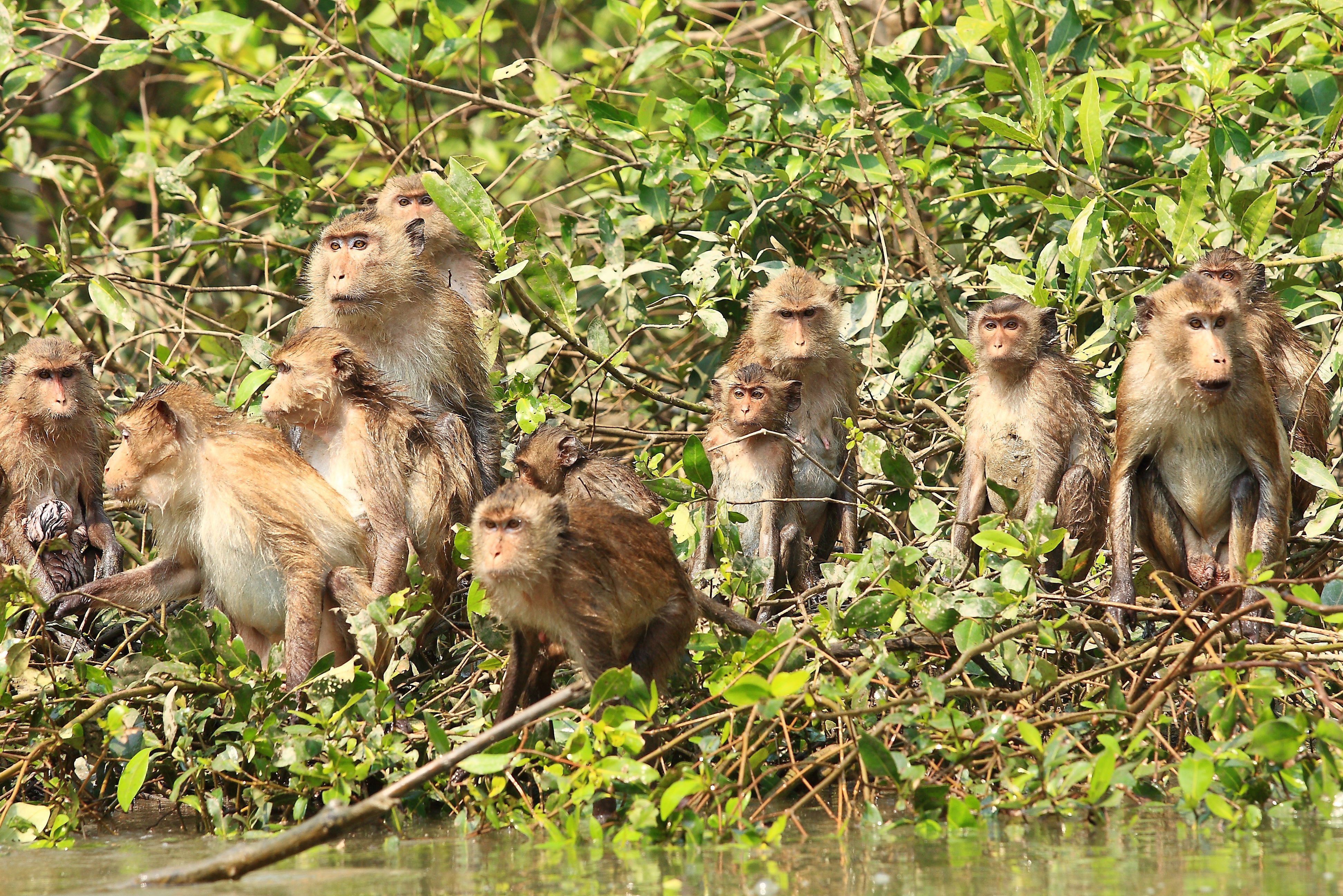 Makaken in het Khao Yai National Park in Thailand