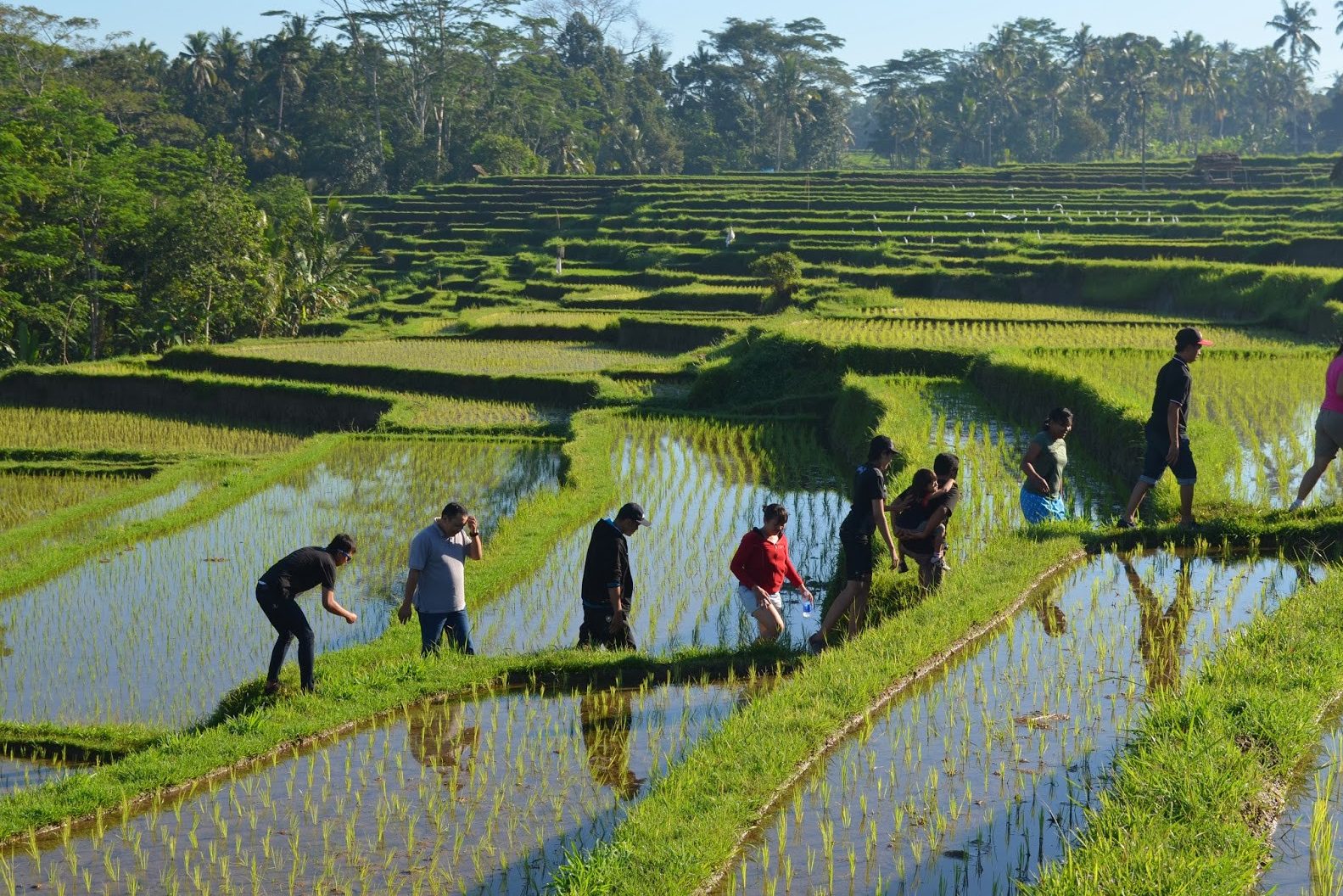 Wandelen door de rijstterrassen in Ubud op Bali