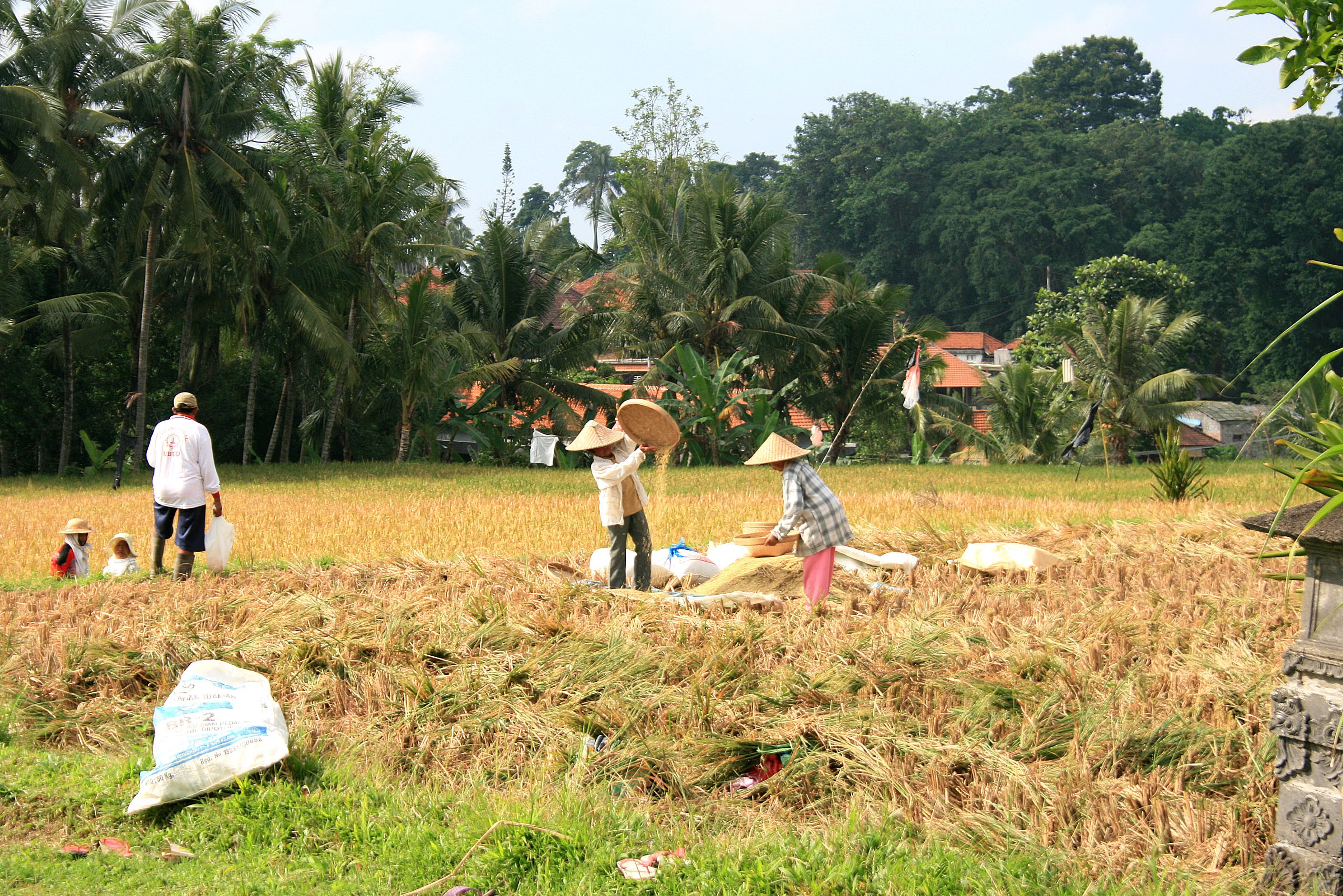 Wandelen door de rijstterrassen in Ubud op Bali
