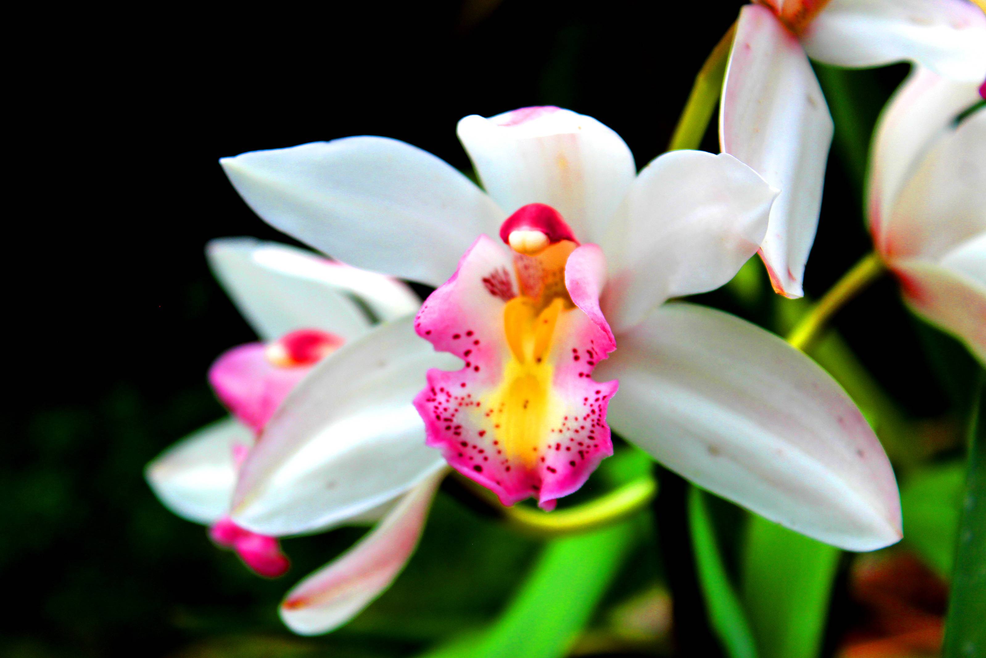 Orchidee in Thailand
