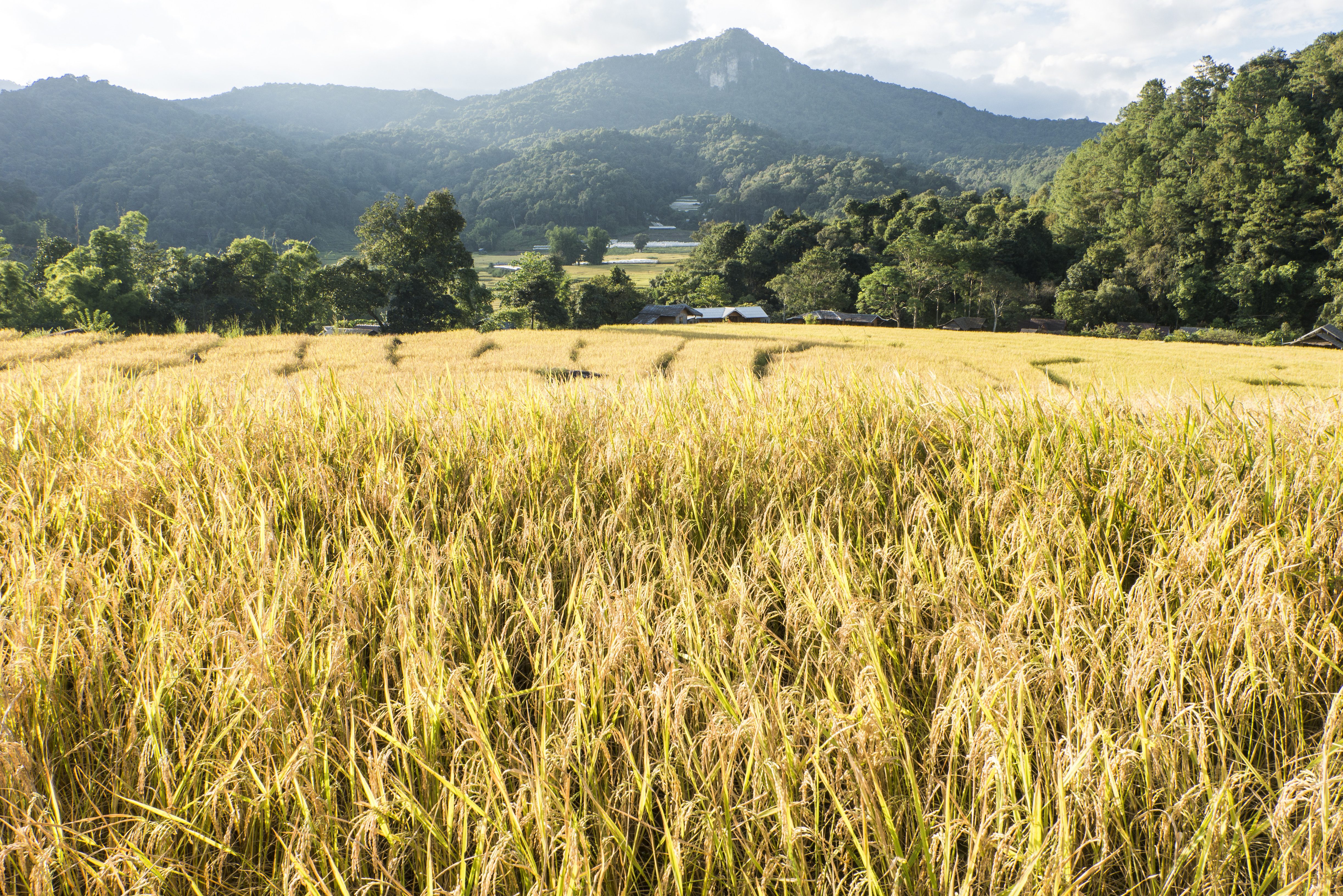 Ban Mae Klang Luang rijstvelden in de regio Chiang Mai in Thailand