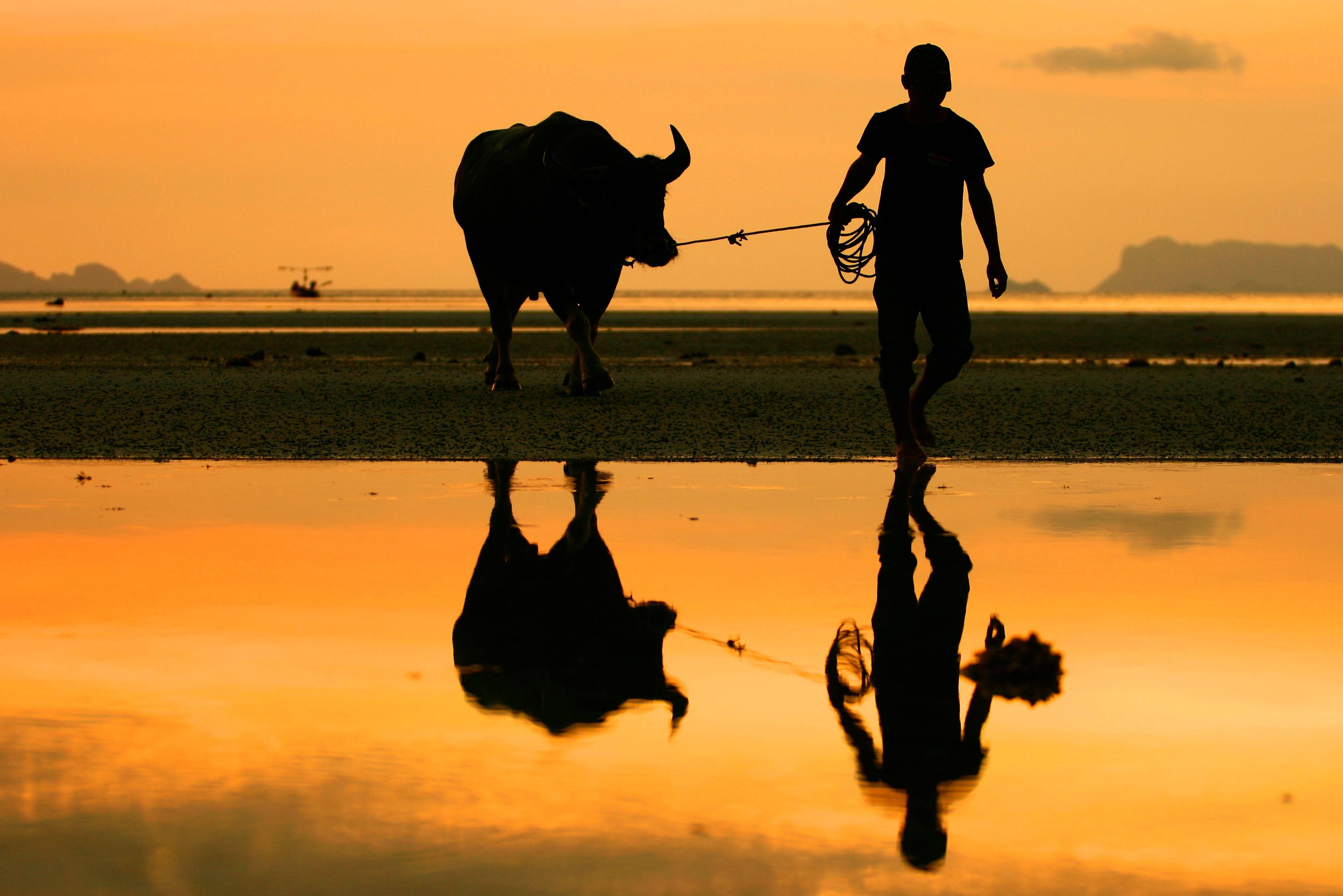 Thaise man met buffel op het strand van Koh Samui in Thailand