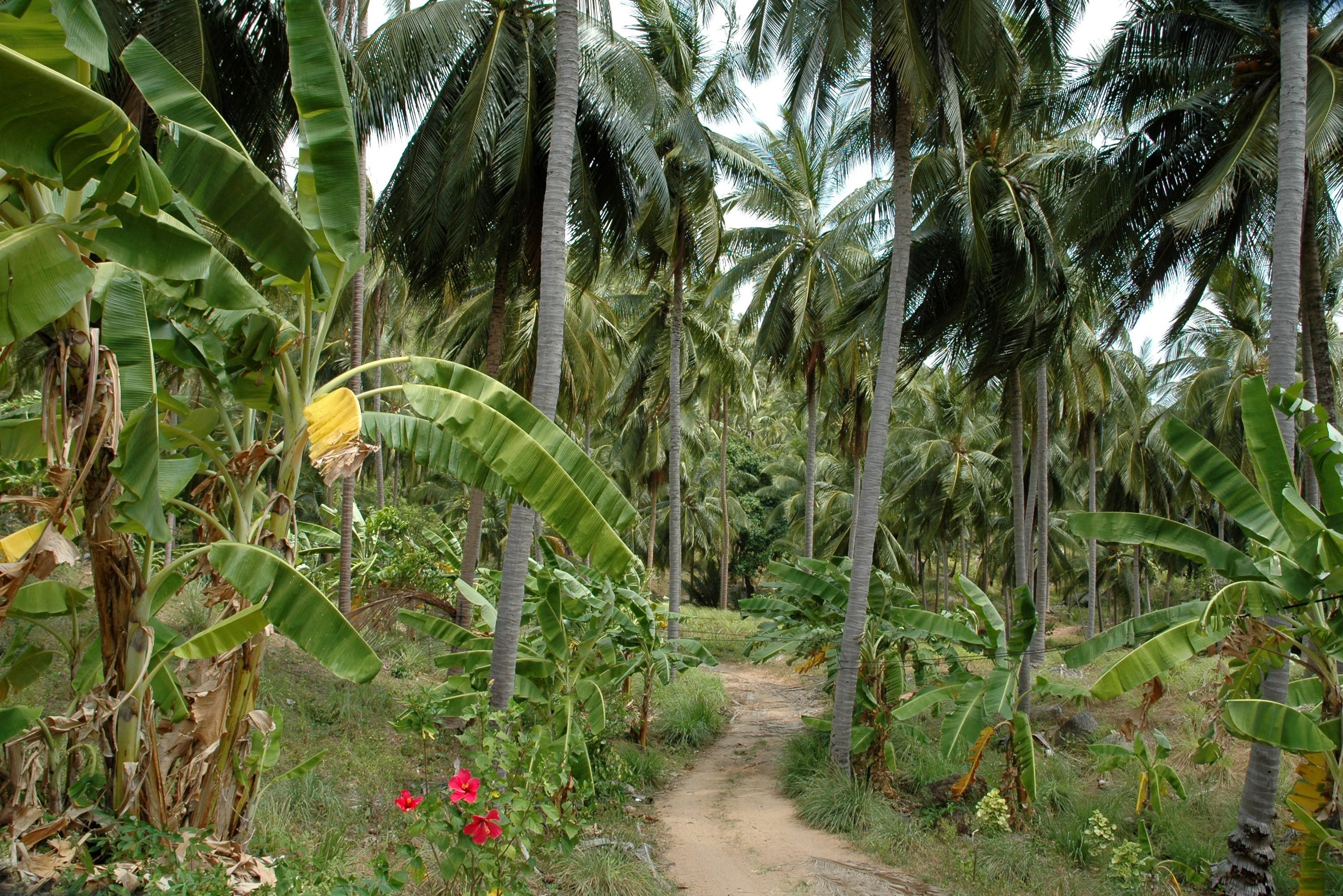 Groen binnenland met veel palmbomen op Koh Samui in Thailand