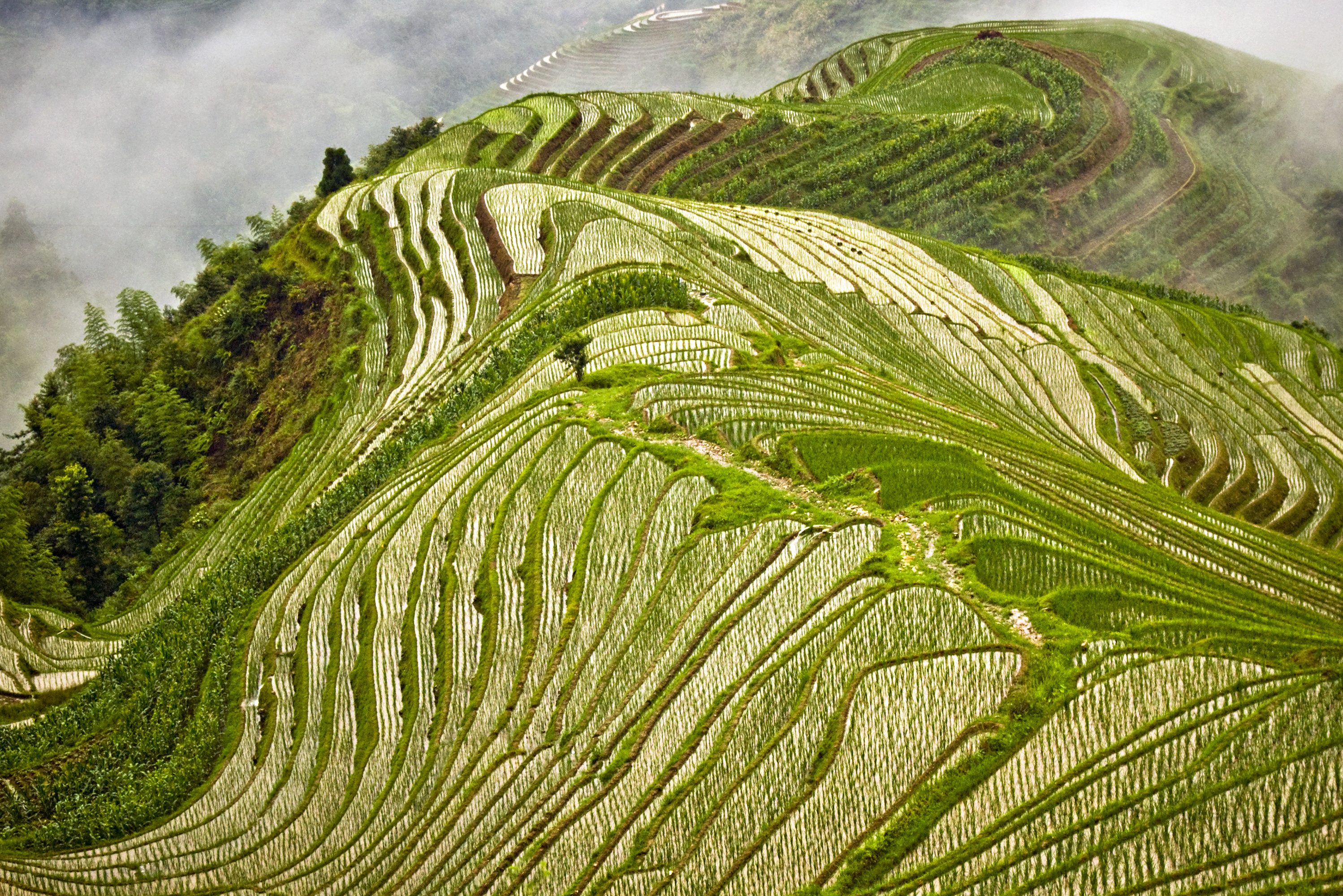 Drakensrug rijstvelden in Longsheng