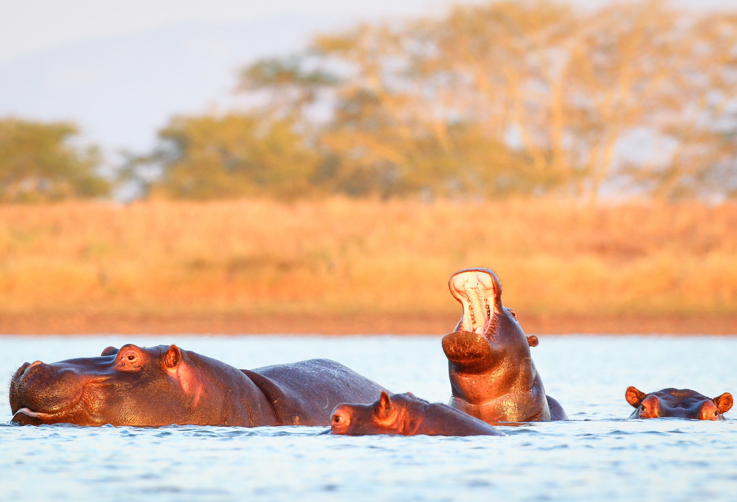 Nijlpaarden bij Zonsondergang in St Lucia