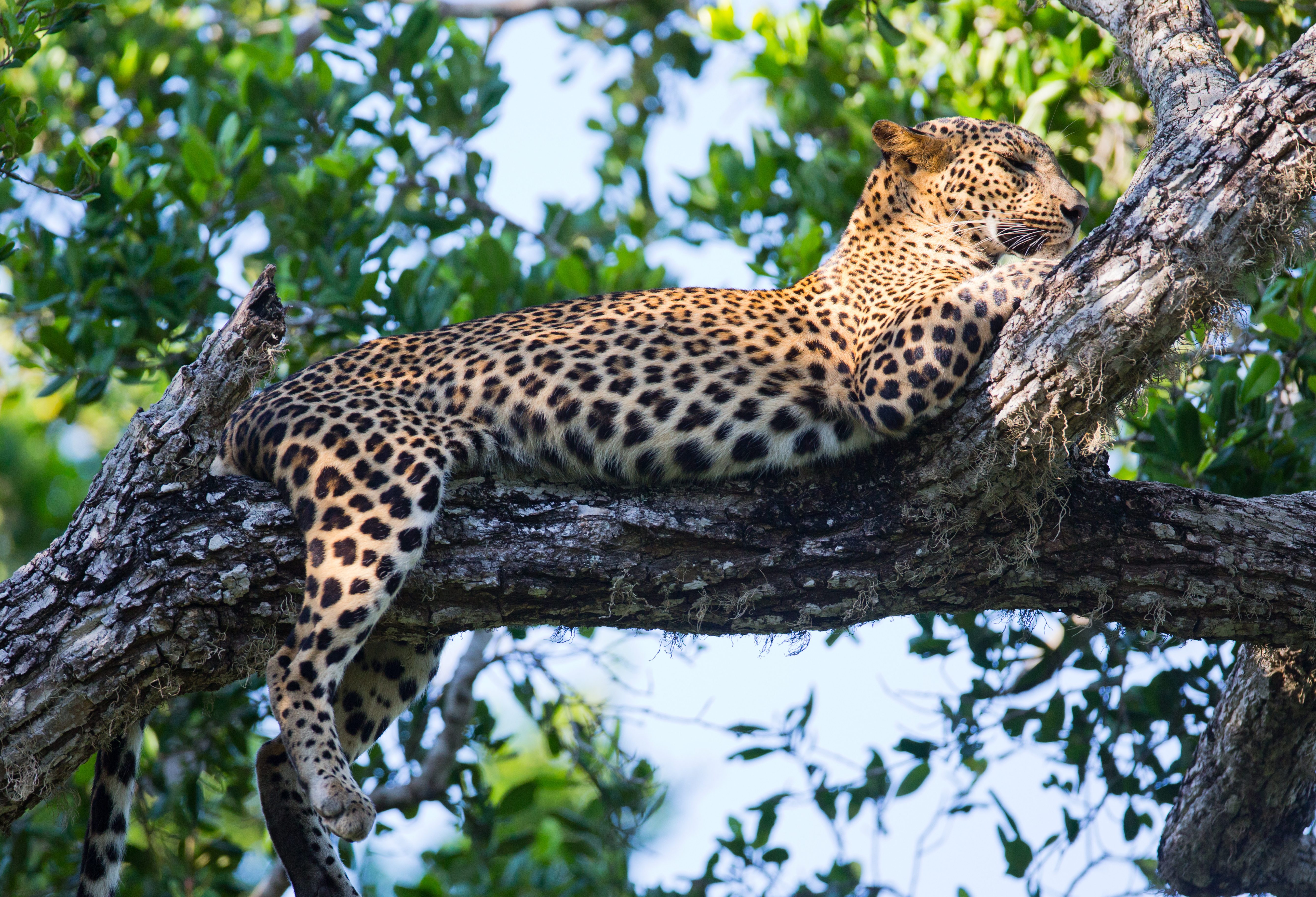 Luipaard in de boom in Yala Sri Lanka