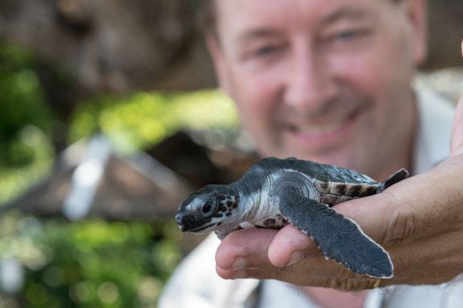 Schildpadje in Pemuteran np op bali