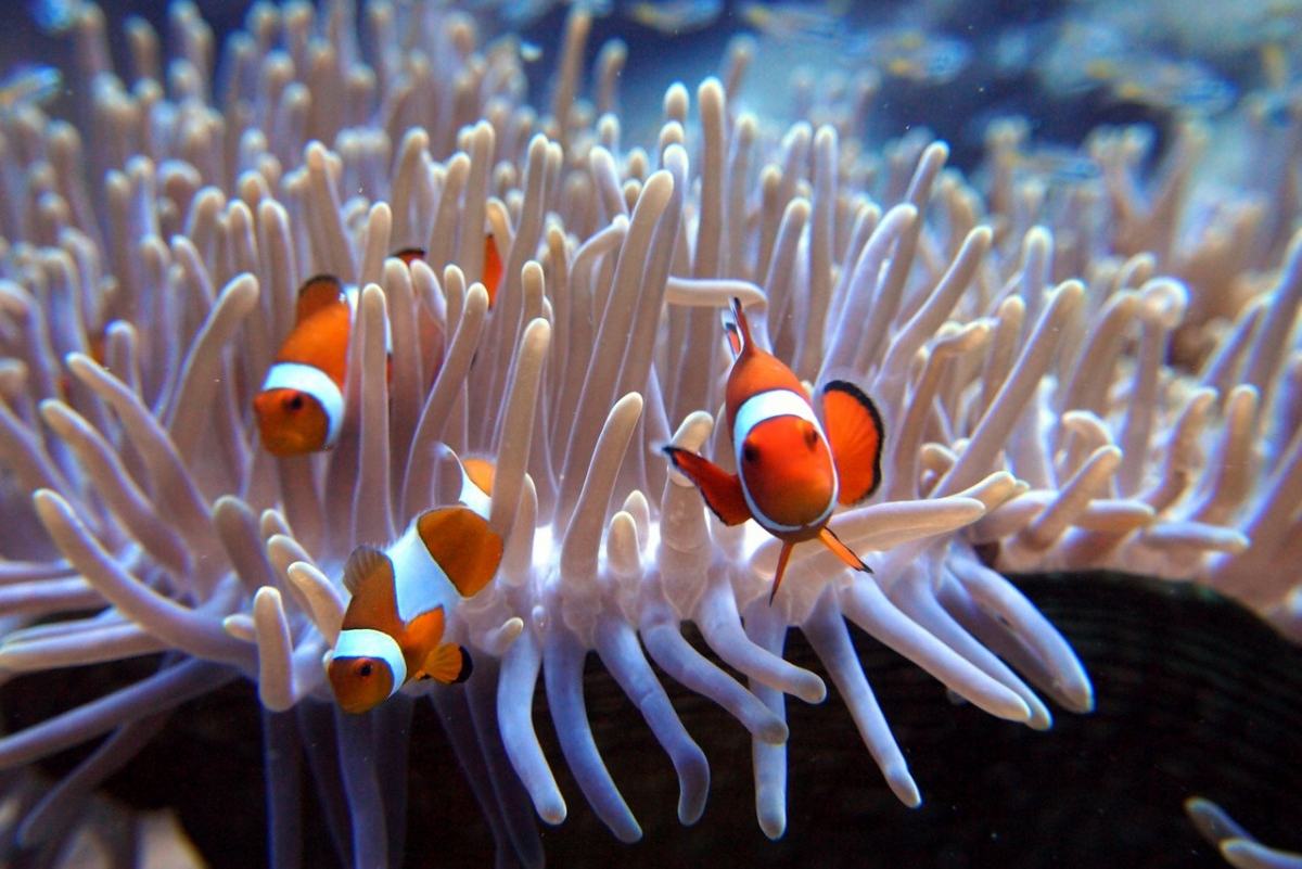 Menjangan onderwaterwereld bij bali