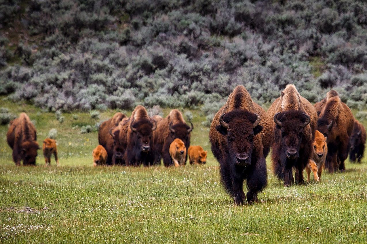 Bizons in Yellowstone in Amerika