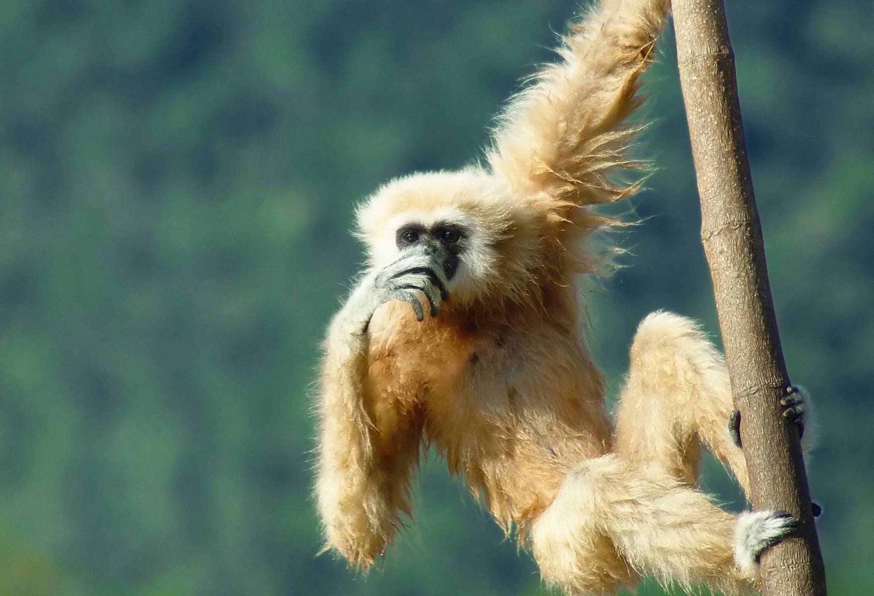 Gibbon aapje in het Khao Sok National Park in Thailand