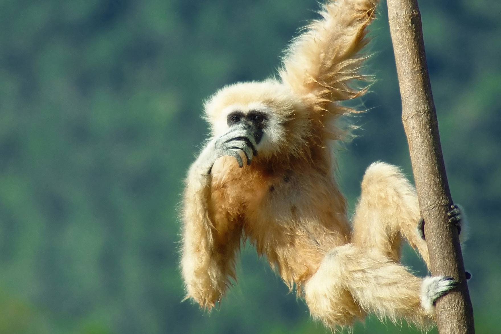 Gibbon aapje in het Khao Sok National Park in Thailand